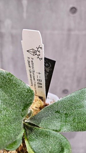 P. Pacific ocean series (P.willinckii  'Blue queen', P. Hakuna matata, P.  Ubon#1 sporeling【artPLANTs/PLANTS GARAGE】ビカクシダ/Platycerium