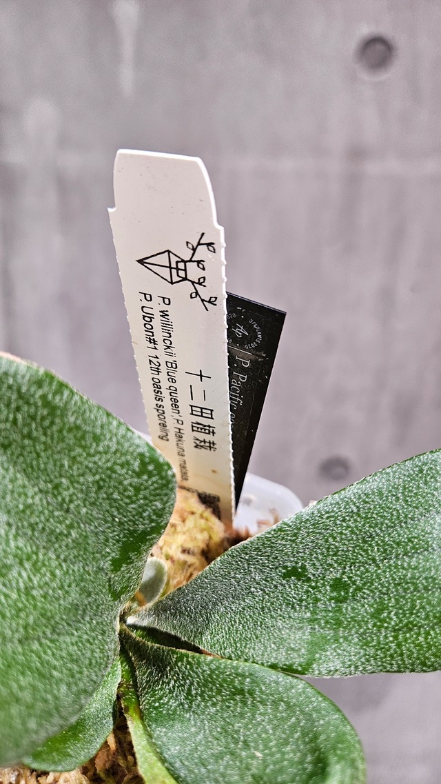 P. Pacific ocean series (P.willinckii  'Blue queen', P. Hakuna matata, P.  Ubon#1 sporeling【artPLANTs/PLANTS GARAGE】ビカクシダ/Platycerium