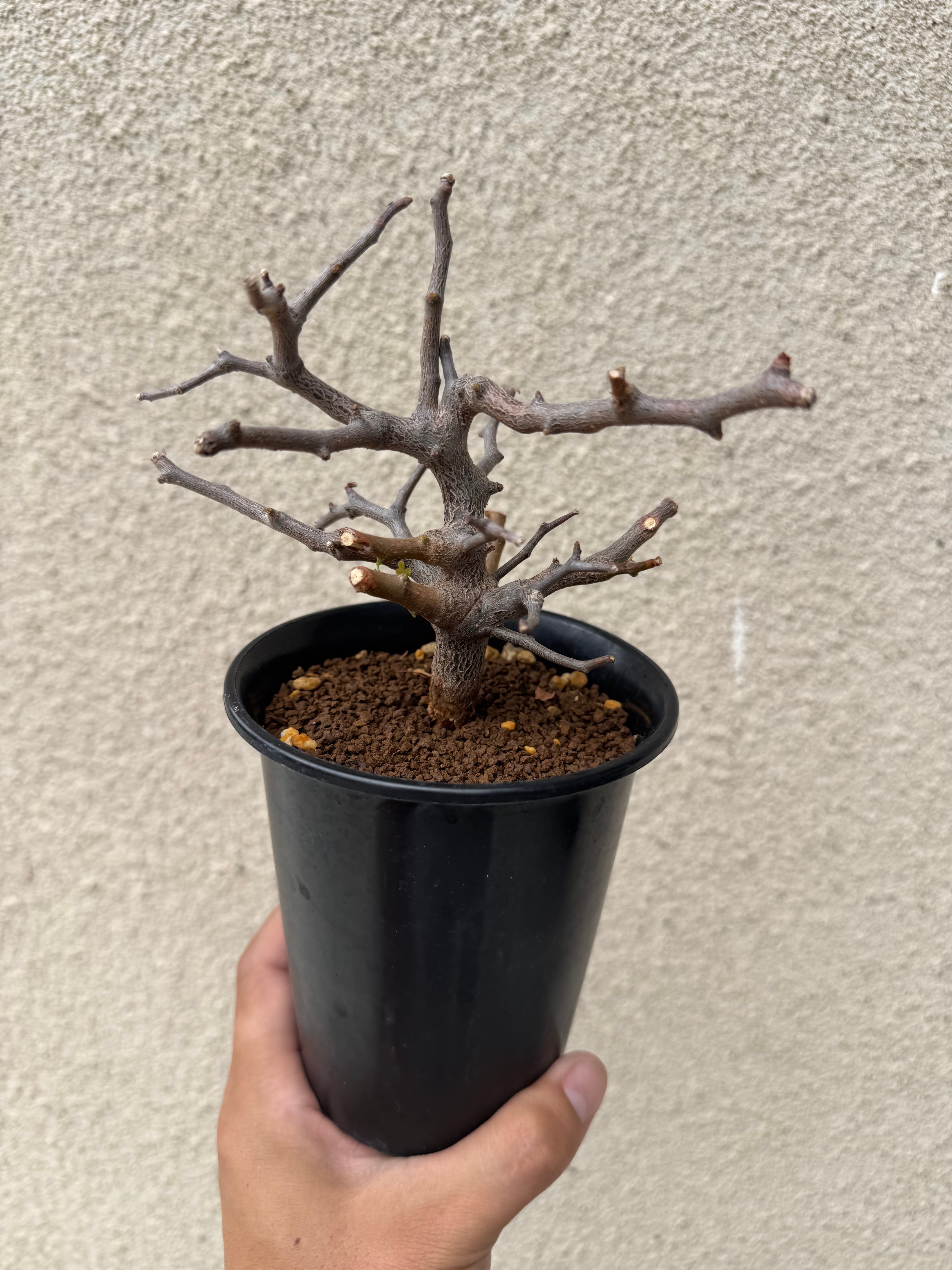 新着】Commiphora sinuata【実生苗の小さい時から作り込める盆栽塊根