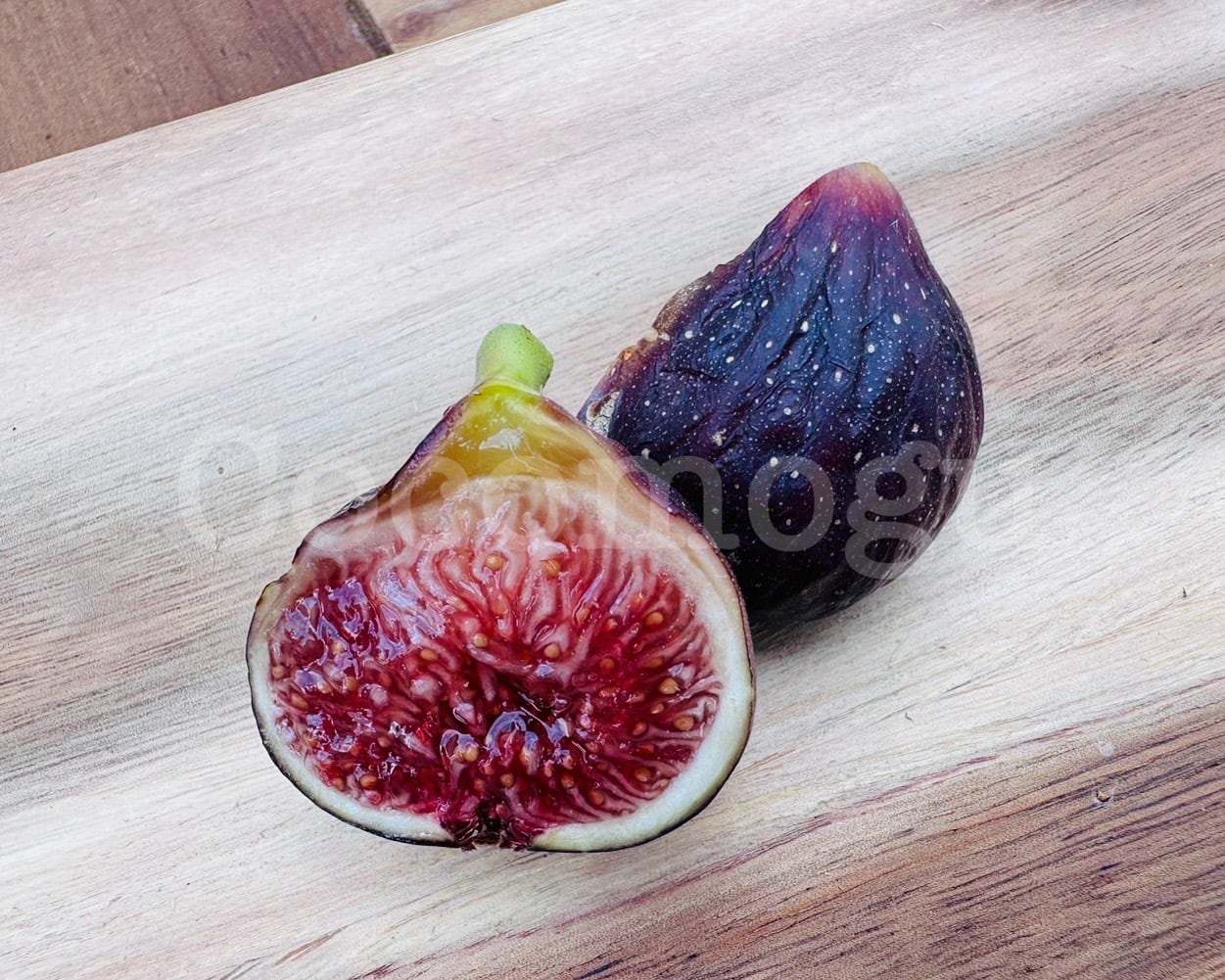 予約4】Black Madeira 小ぶり苗 5号鉢苗木 | ここもぐフルーツファーム