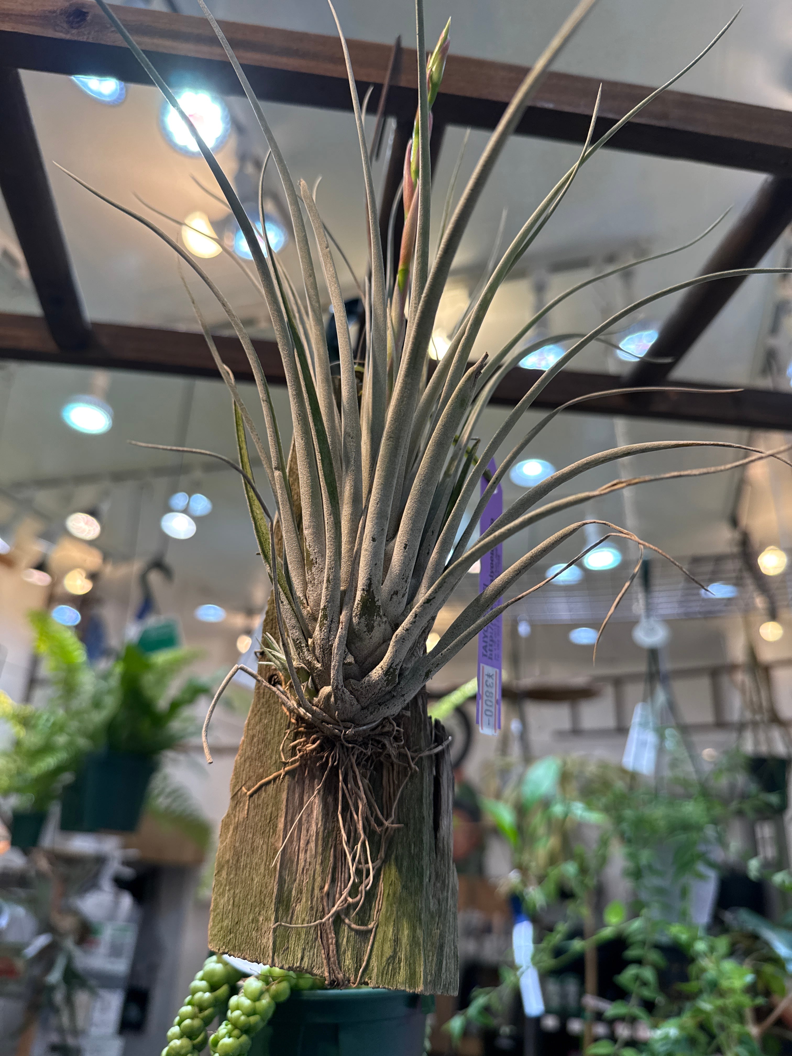 チランジア ウトリクラータ プリングレイ | Gardenえん 【観葉熱帯植物】
