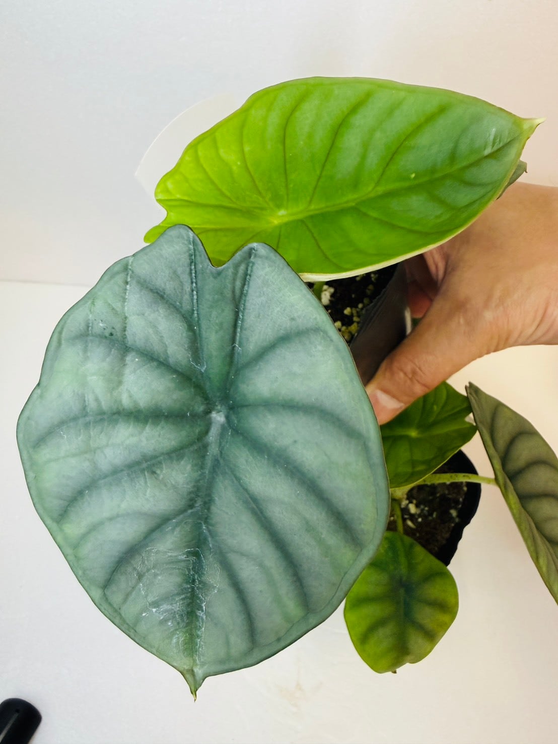 アロカシア・ネブラ インペリアリス 3号ロングポット | 観葉植物と雑貨