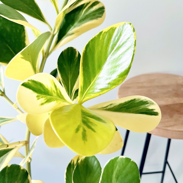 初めての方にもおすすめ クルシアロゼアプリンセス 観葉植物 calm cafe