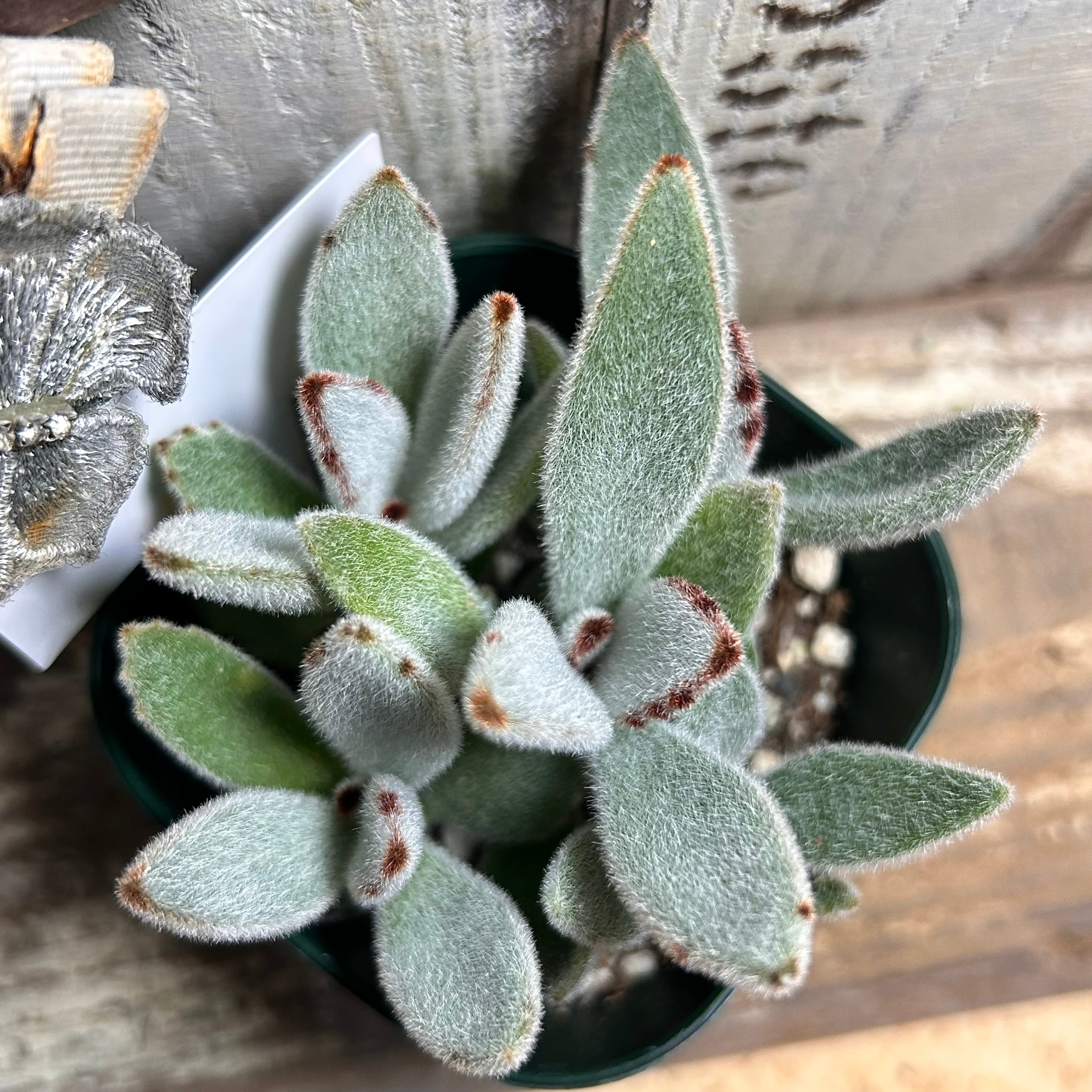 月兎耳 | RuPo 多肉植物専門店