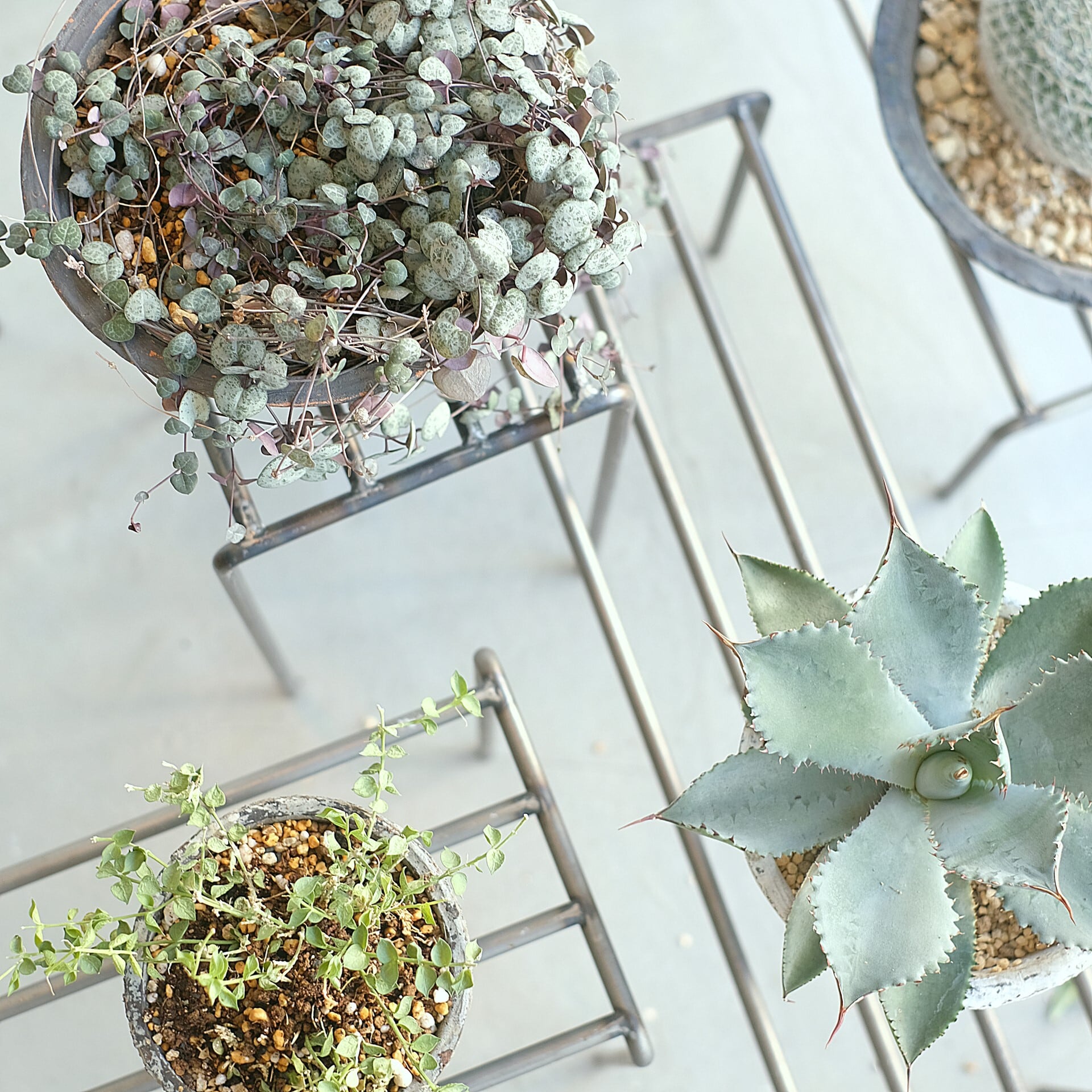 KNOP plant stands 3点セット KNOP plant stands [WIDE 3 pieces set] | WEST VILLAGE TOKYO