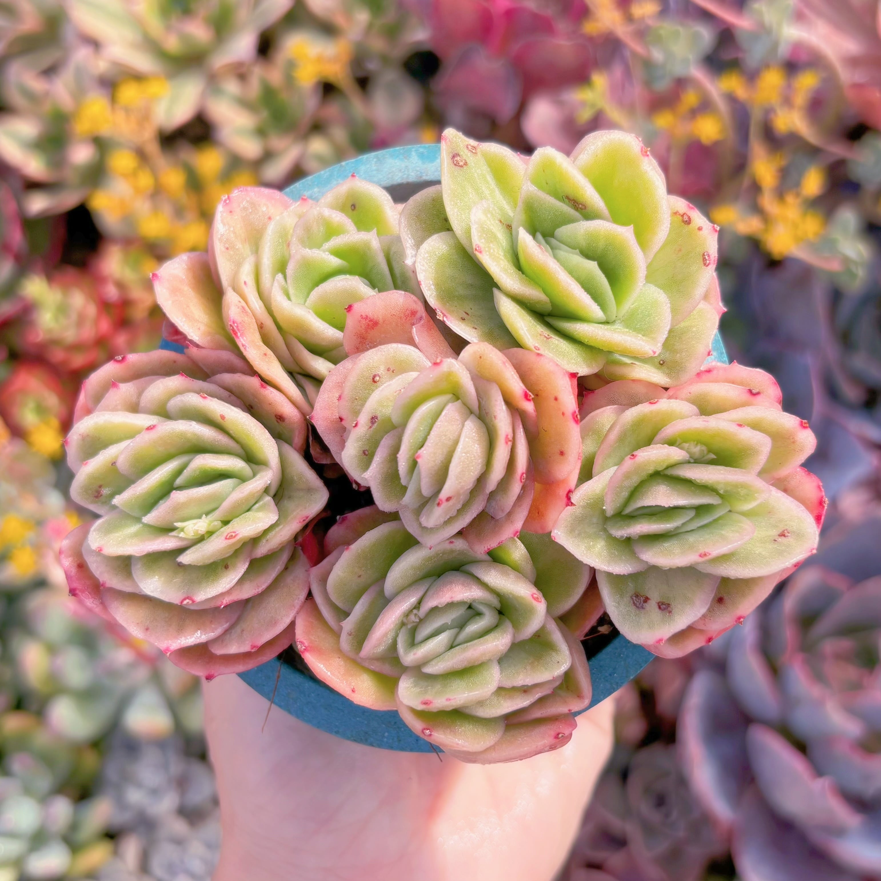 現品　アイスラブリーローズ錦#906    新入荷　るる農園