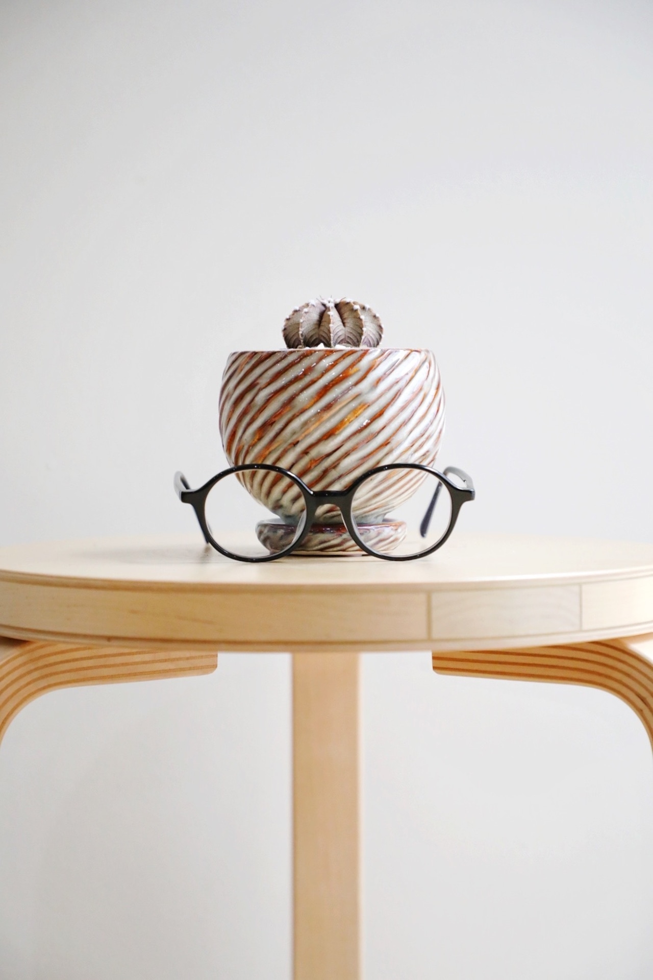 【希少】【S】ギムノカリキウム ミハノビッチ VOS1241/Gymnocalycium mihanovichii