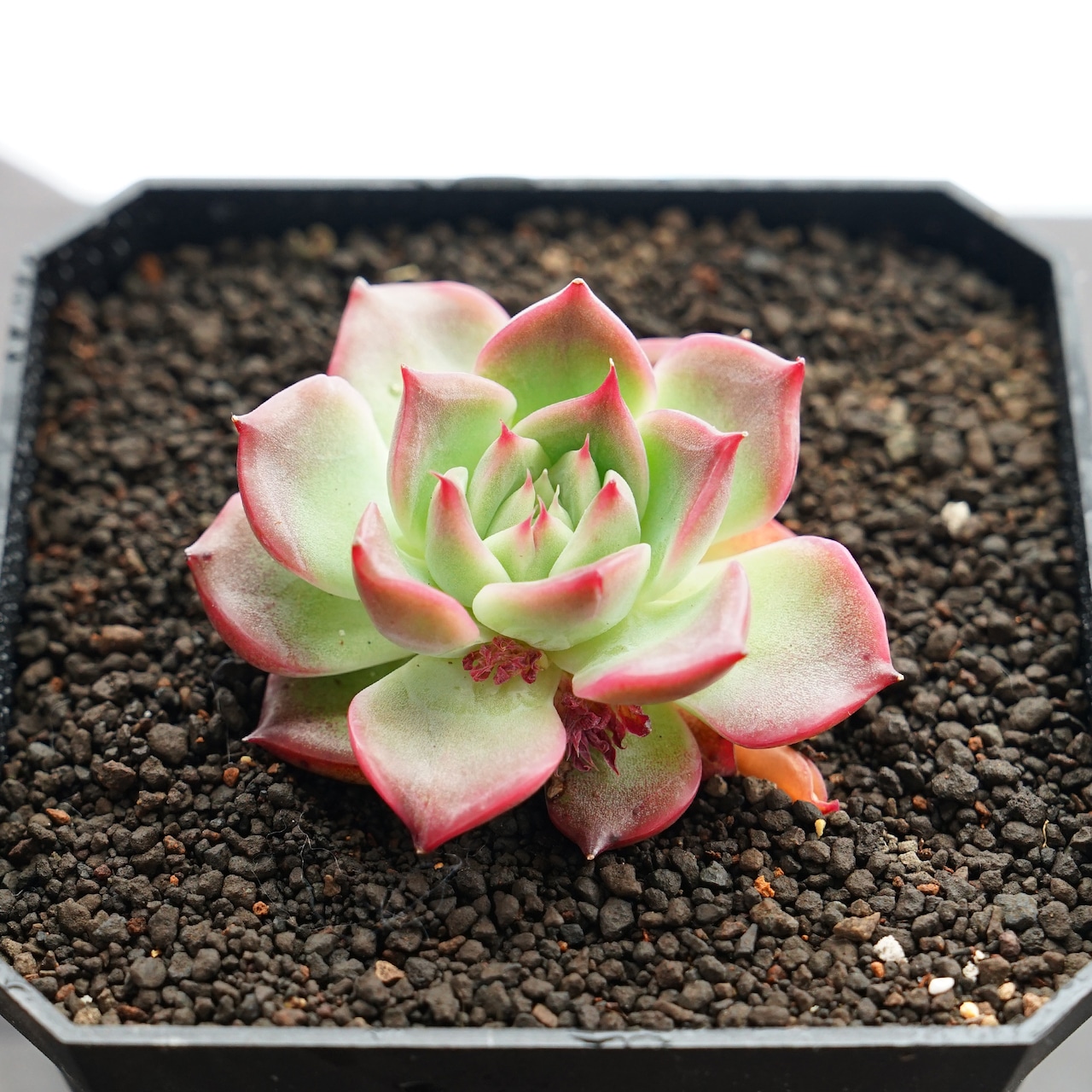 抜き苗 フロリディティ 標準サイズ Echeveria 'Floridity'