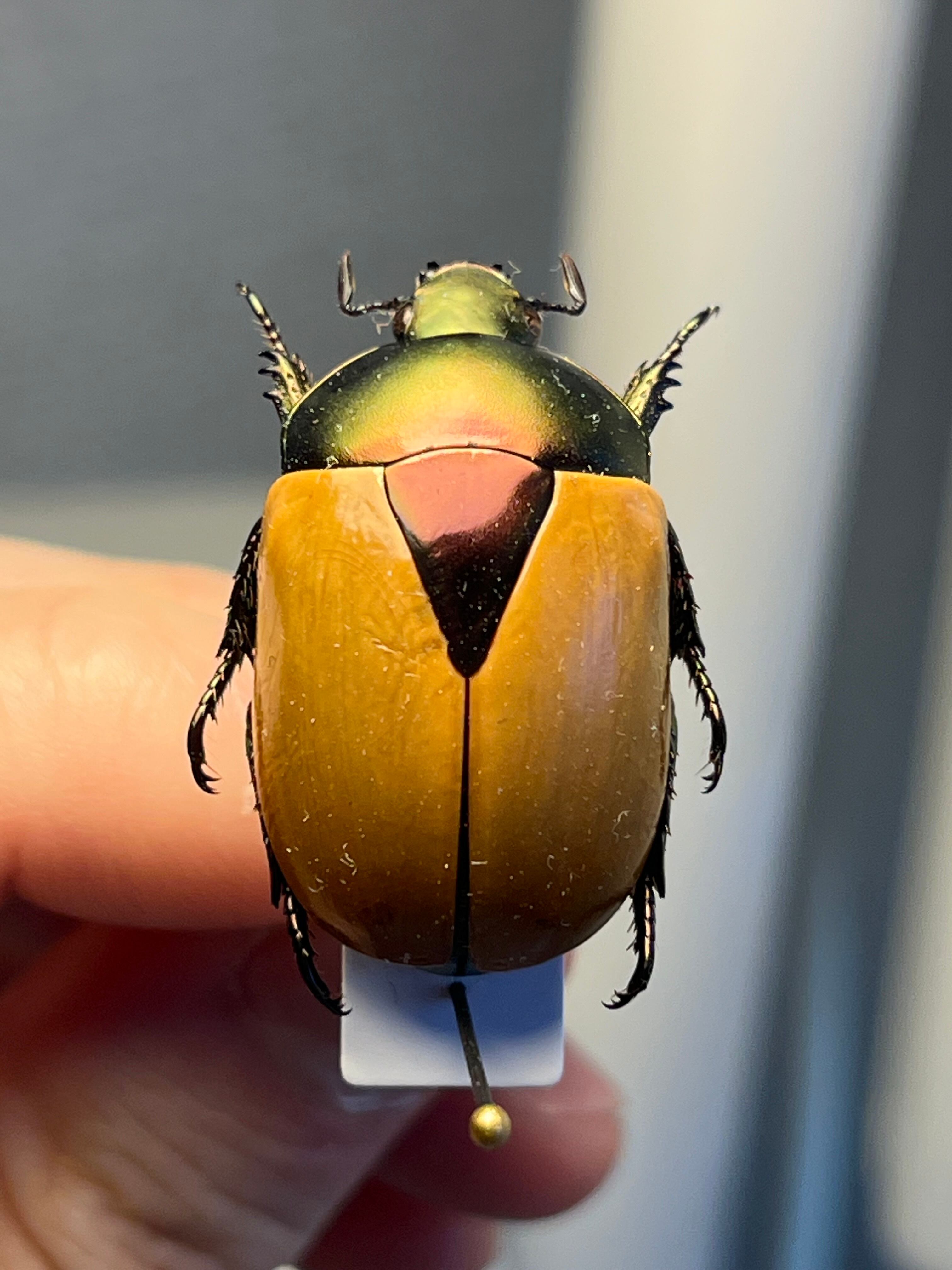 28mm】クラバータカメノコブイブイ プラチナコガネ 昆虫標本