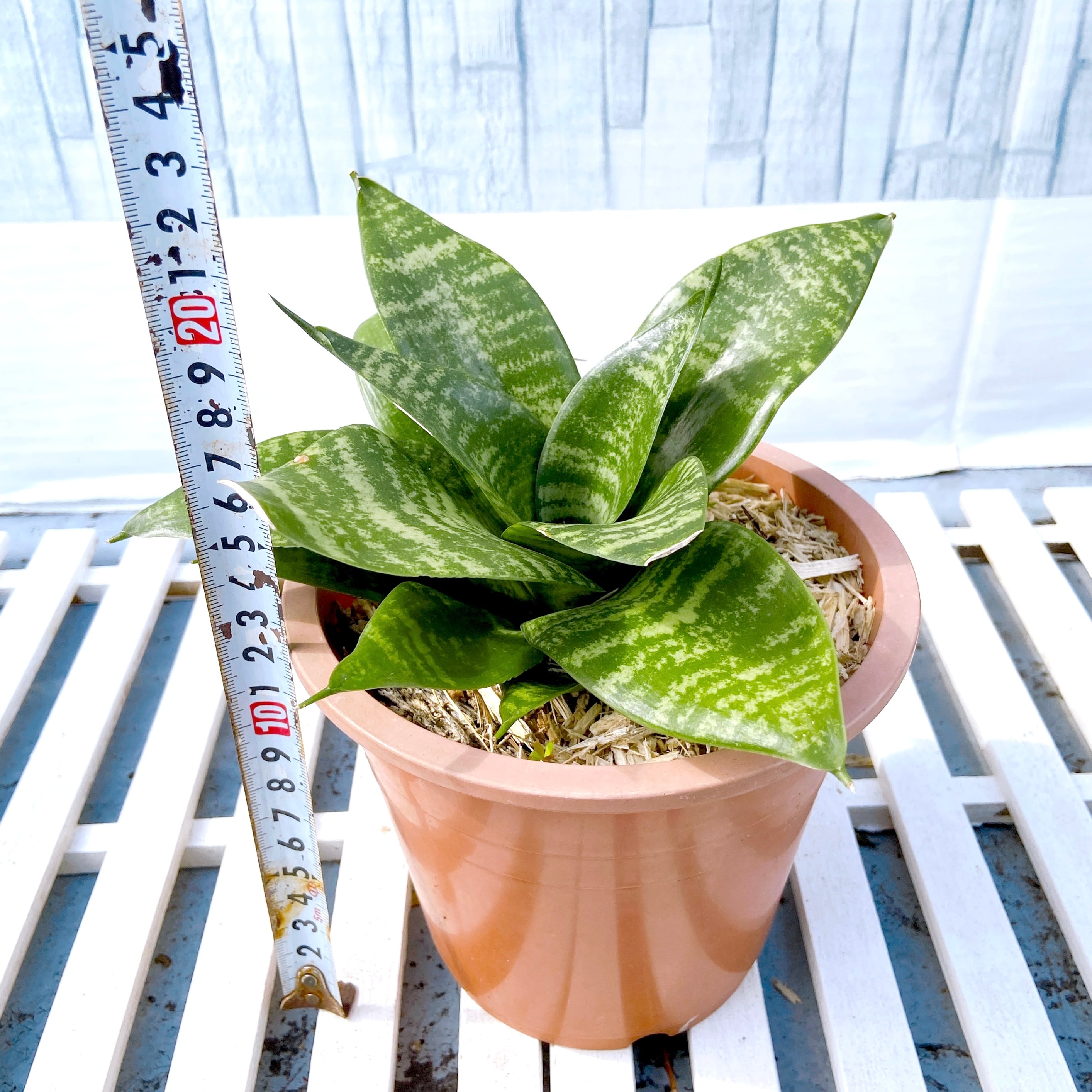 サンスベリア・ハニー 5号鉢付き】 多肉植物のような肉厚で斑模様の葉