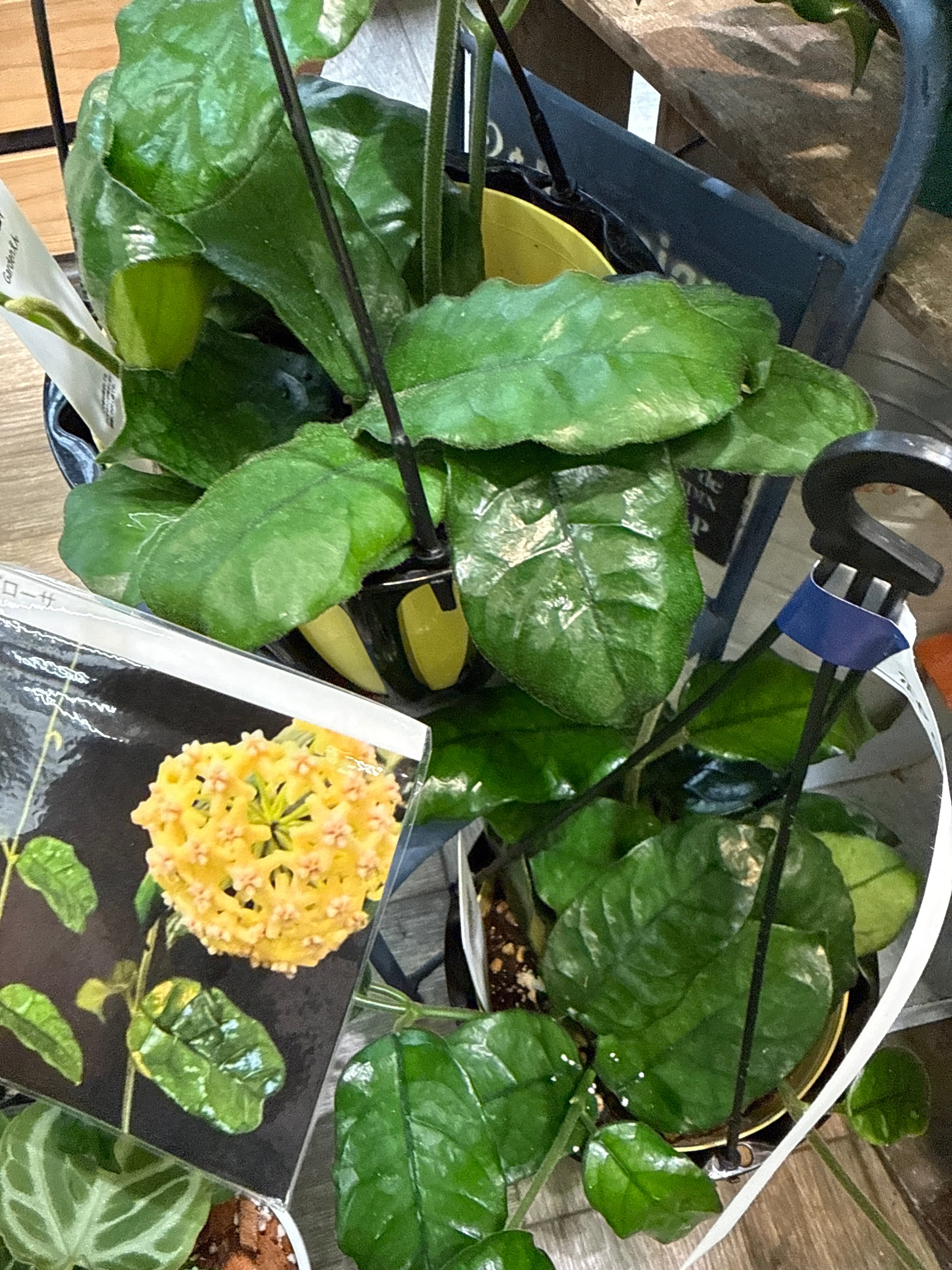 ホヤ ビローサ | Gardenえん 【観葉熱帯植物】
