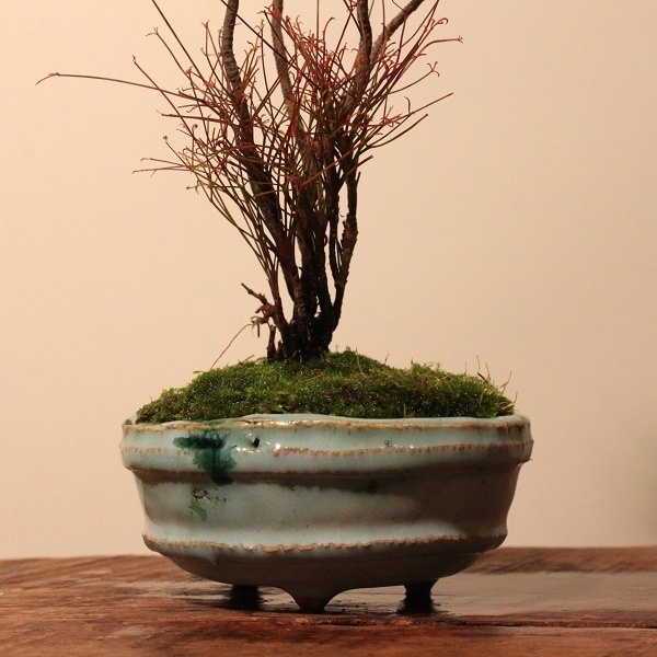 古典園芸植物 錦糸南天 玉鶴 盆栽と山野草の植物店 八百日 ヤオカプランツ 古典園芸植物 錦糸南天 玉鶴 盆栽と山野草の植物店 八百日 ヤオカプランツ