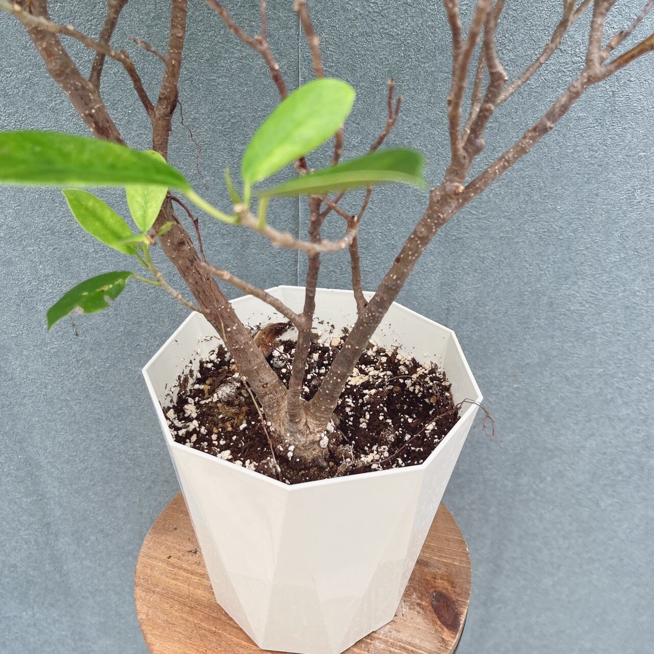 現品］【希少】96番 黄金ガジュマル 5号 観葉植物 室内 レア ゴムの木