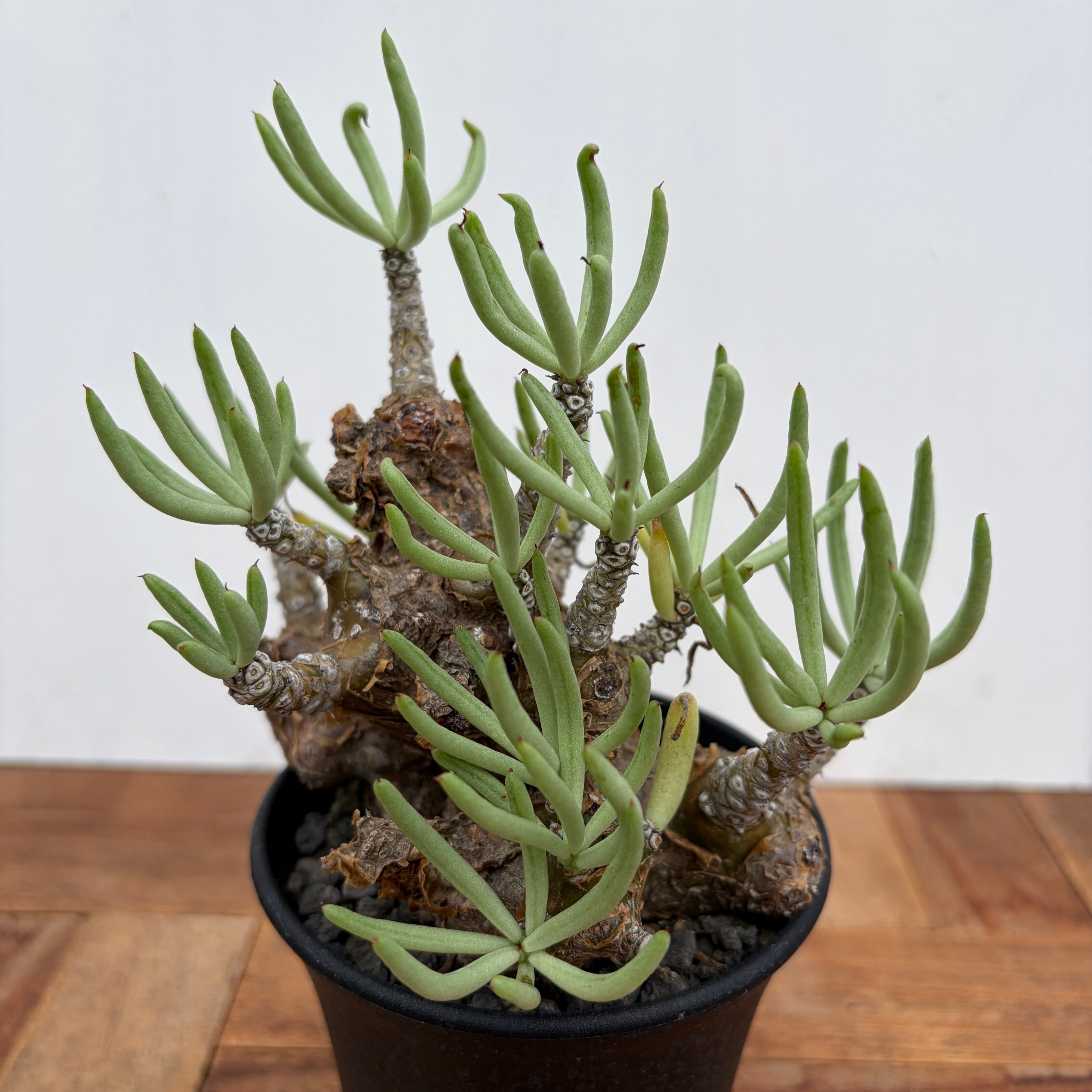 チレコドン　ペアルソニー　鉢ごと チレコドン ペアルソニー 鉢ごと チレコドン ペアルソニー | GREEN LUCK