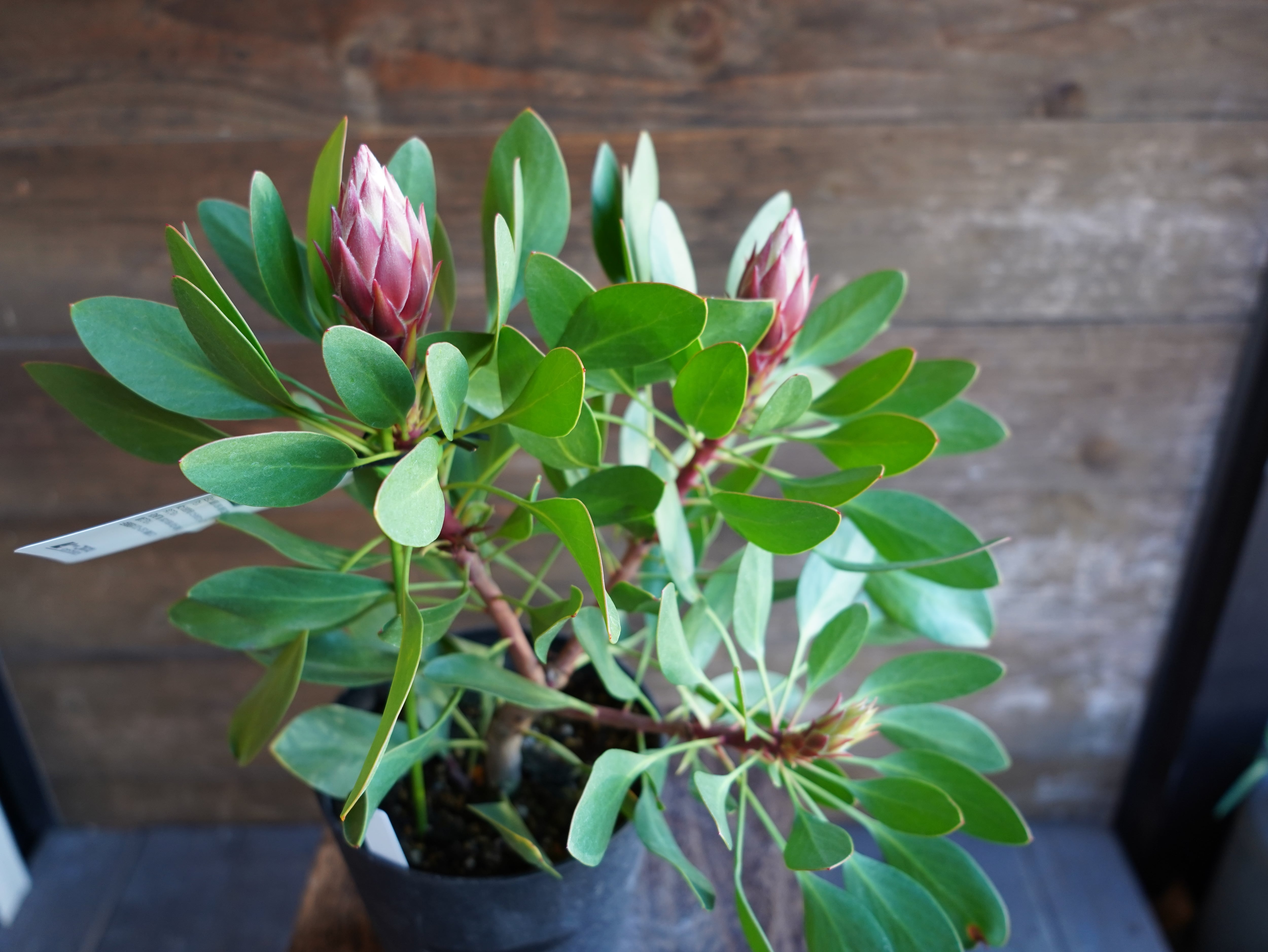 【現物】プロテア　”リトルプリンス”　A