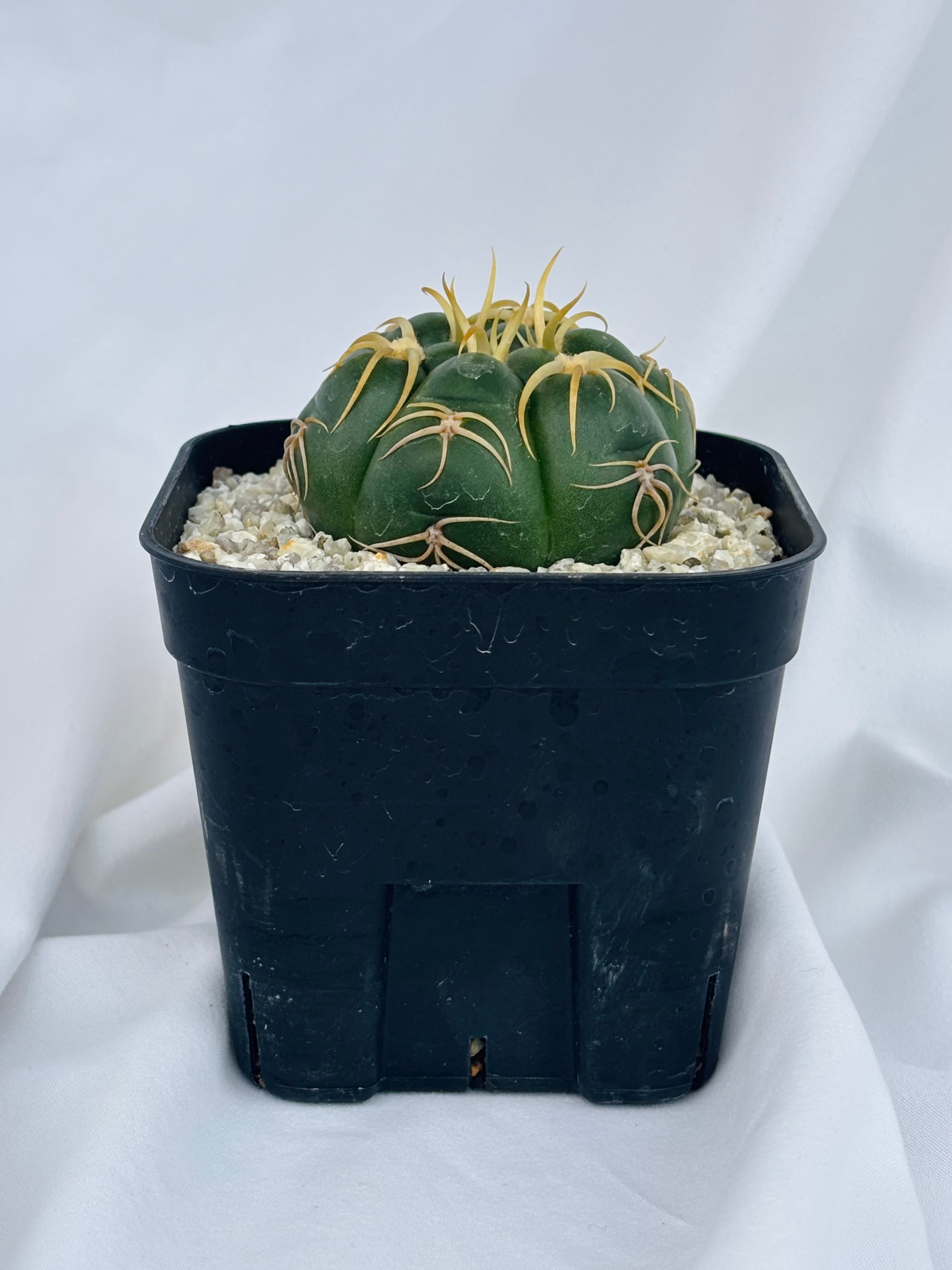 Gymnocalycium denudatum ギムノカリキウム 海王丸 サボテン | plants