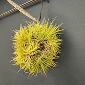 チランジア ハムエムラ ハンギング【035】