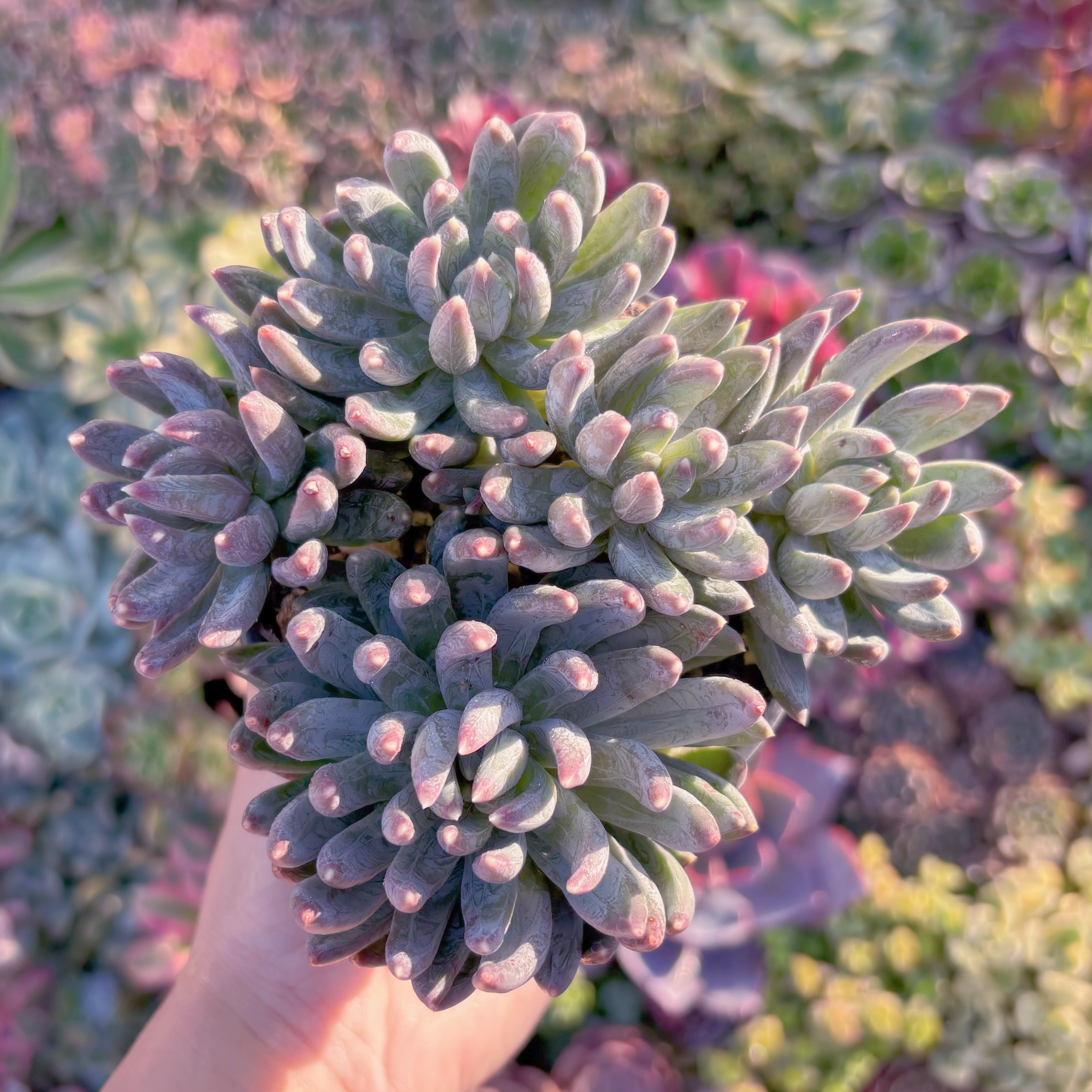 現品　玄彩星(げんさいせい)#M090　大群生　るる農園