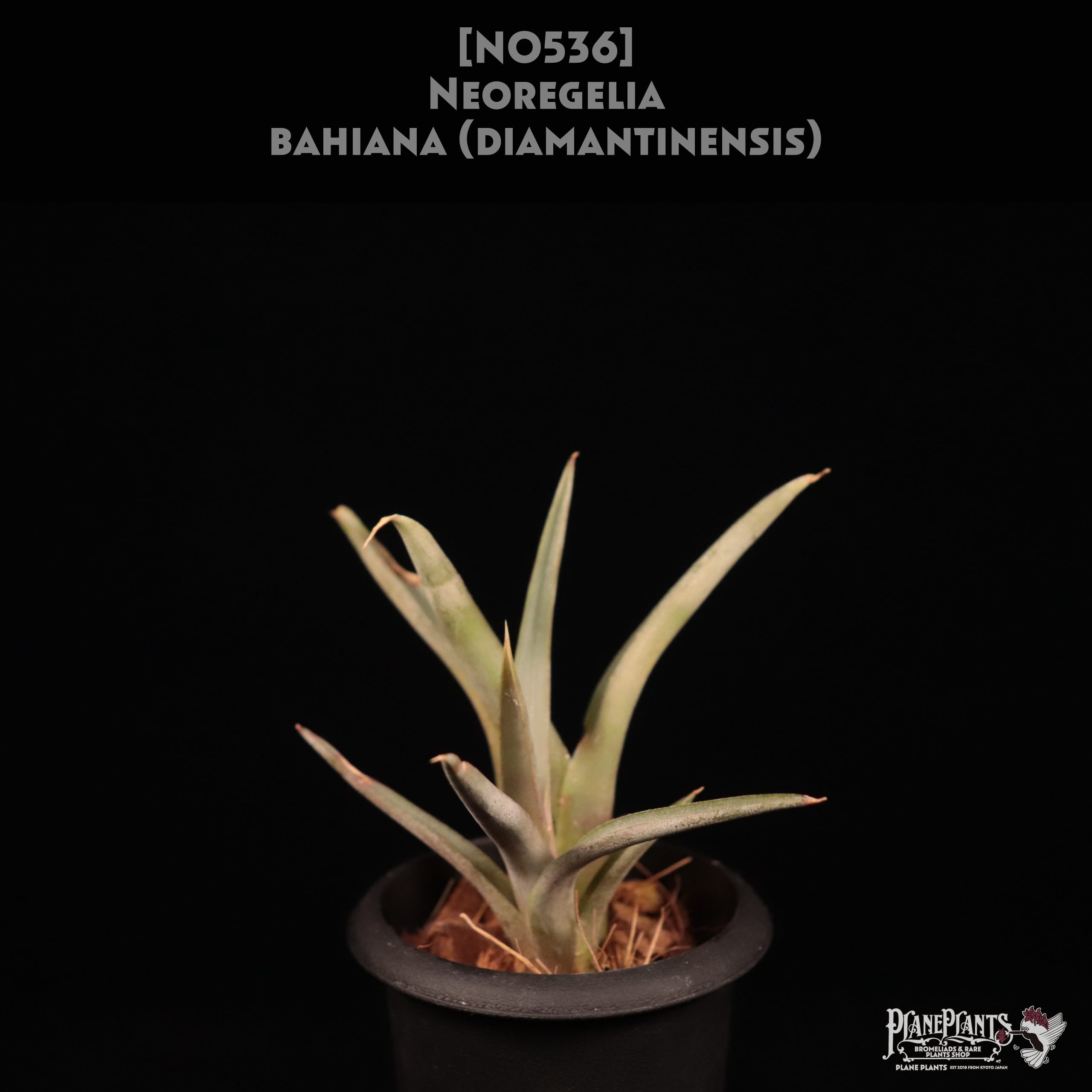 送料無料】Neoregelia bahiana (diamantinensis)〔ネオレゲリア〕現品