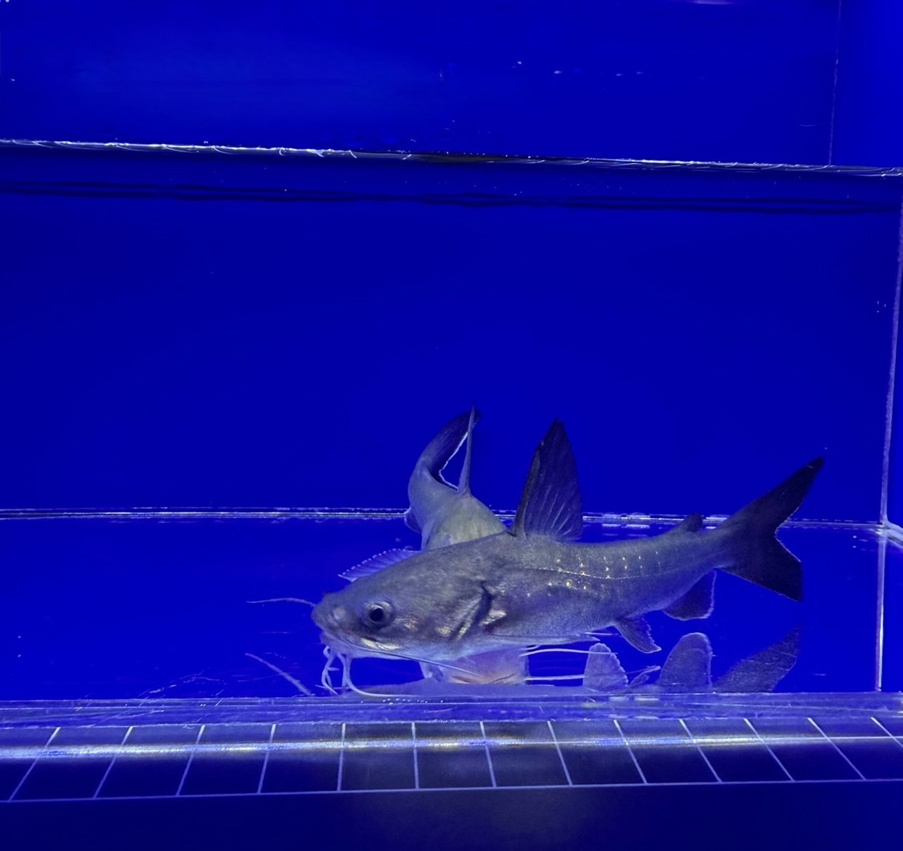 パプアンサーモンキャット - 5