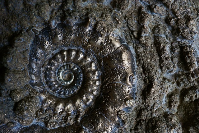 イギリス産黄鉄鉱化アンモナイト  Pyritized Ammonite 1897
