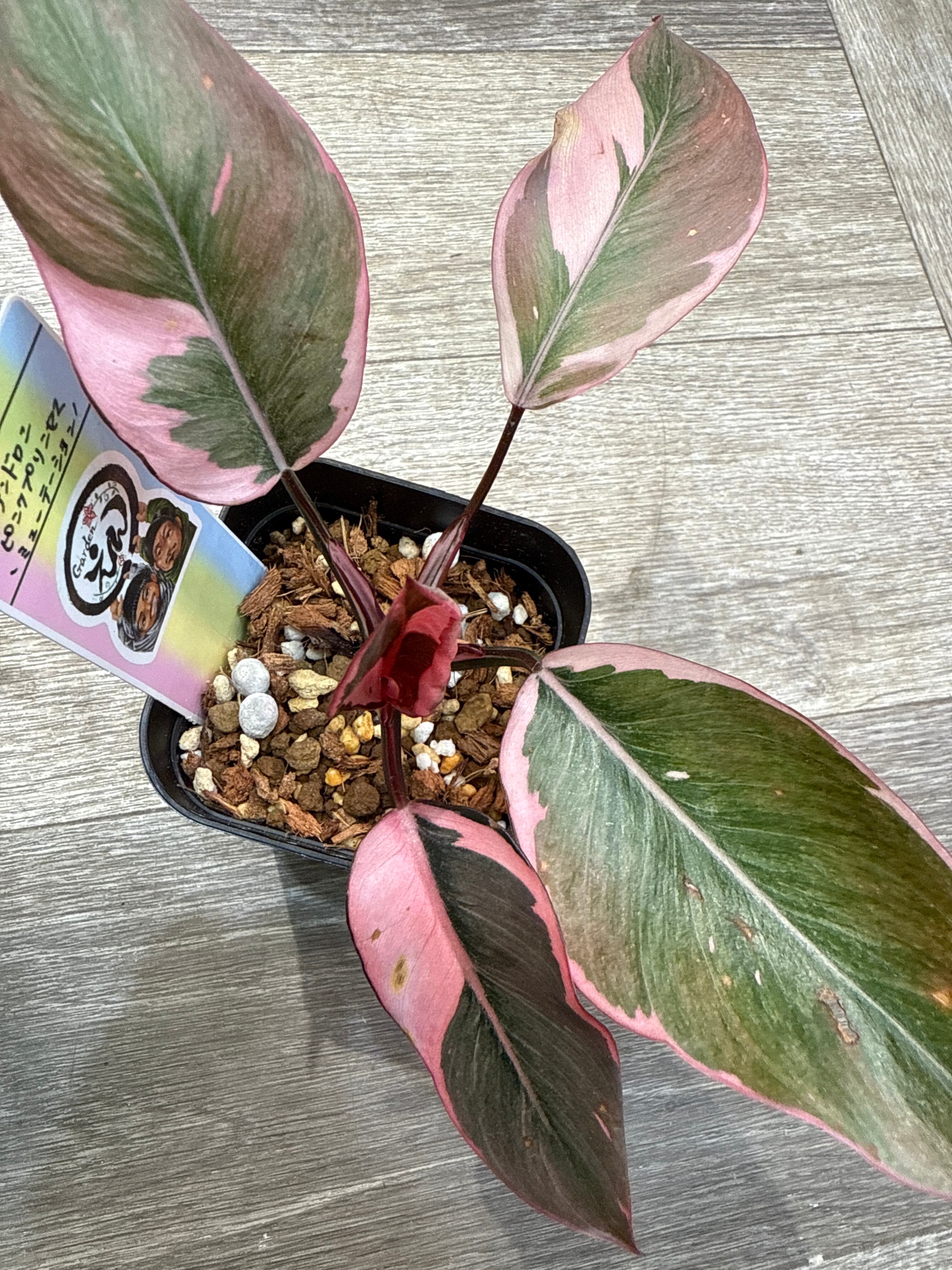 ②フィロデンドロン ピンクプリンセス