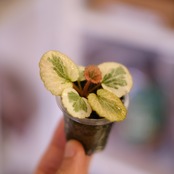 Saxifraga stolonifera Tricolor｜別名：ストロベリー ベゴニア｜観葉植物