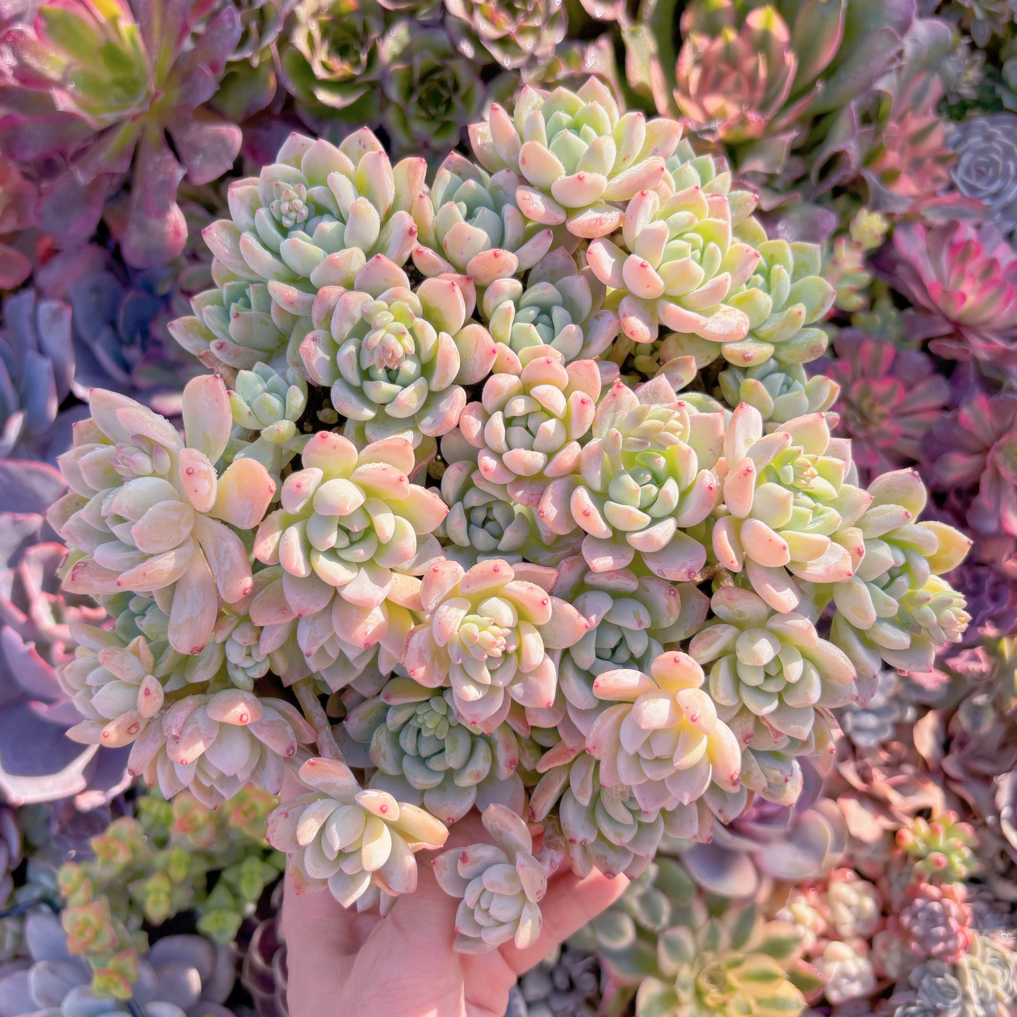 現品　プロリフェラxラウル#F207　特大群生　るる農園