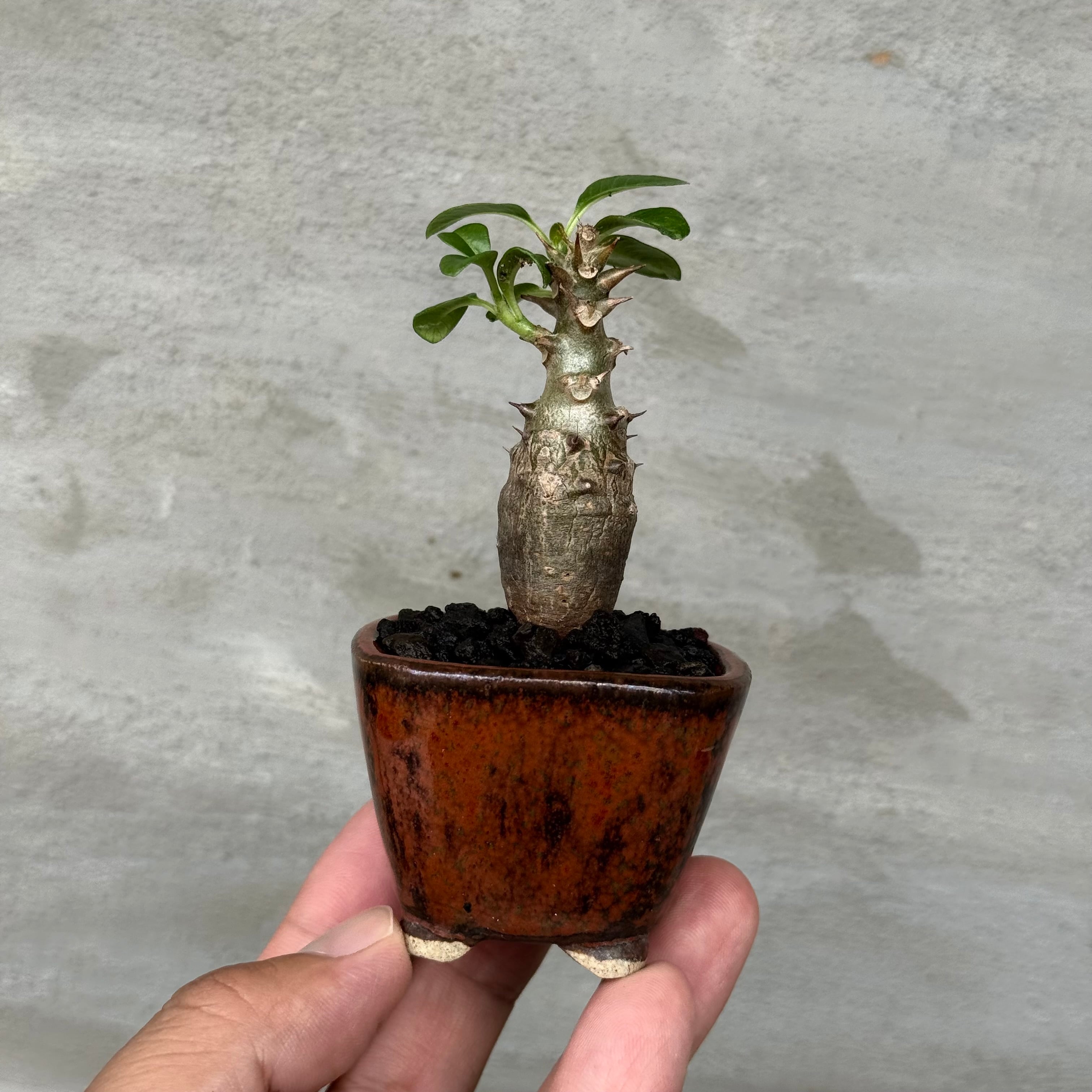 8/10（月）21:00より再販！【植物鉢】 Valiem GHOST（BOWL / Lサイズ