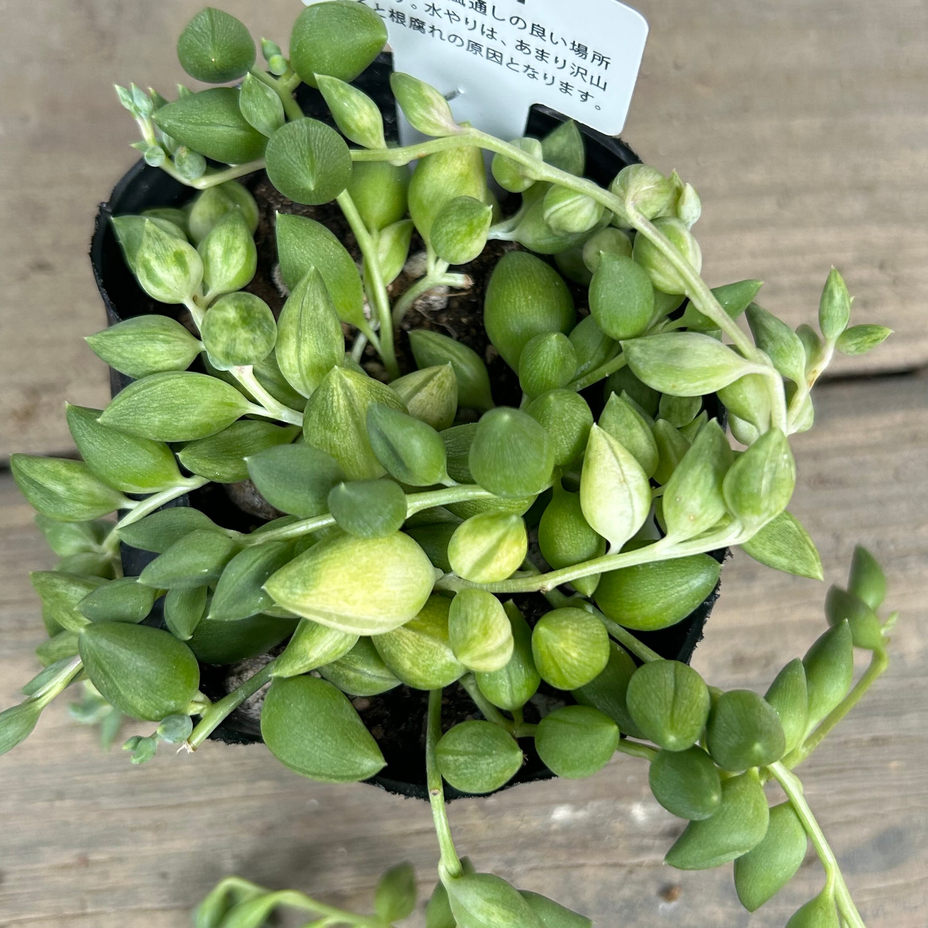 エンジェルティアーズ | RuPo 多肉植物専門店