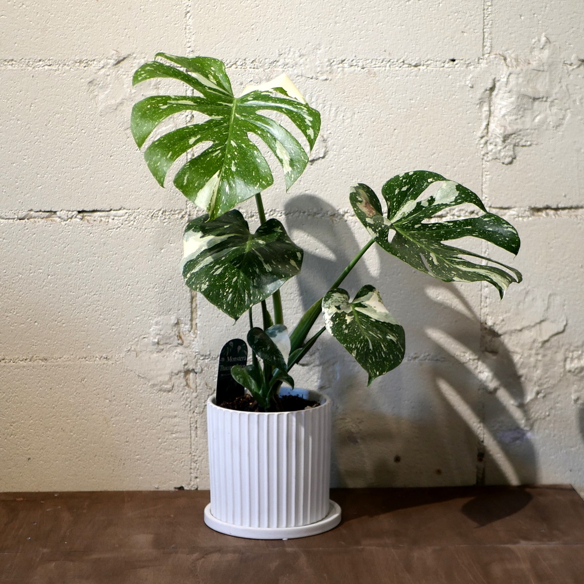 3*n様 【6号ロング鉢植え替え済み活着】モンステラ　タイコンステレーション　バ 3*n様 【6号ロング鉢植え替え済み活着】モンステラ タイコンステ