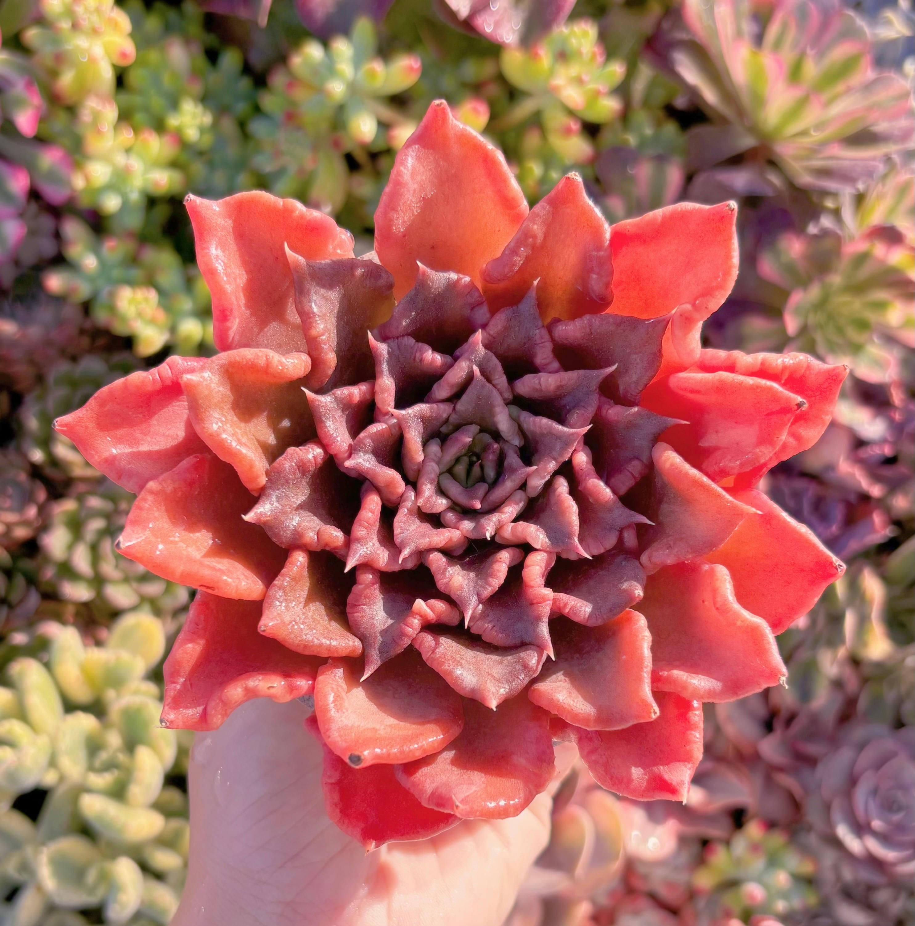 現品　レッドマディバ#M049　大苗　last one　新入荷　るる農園