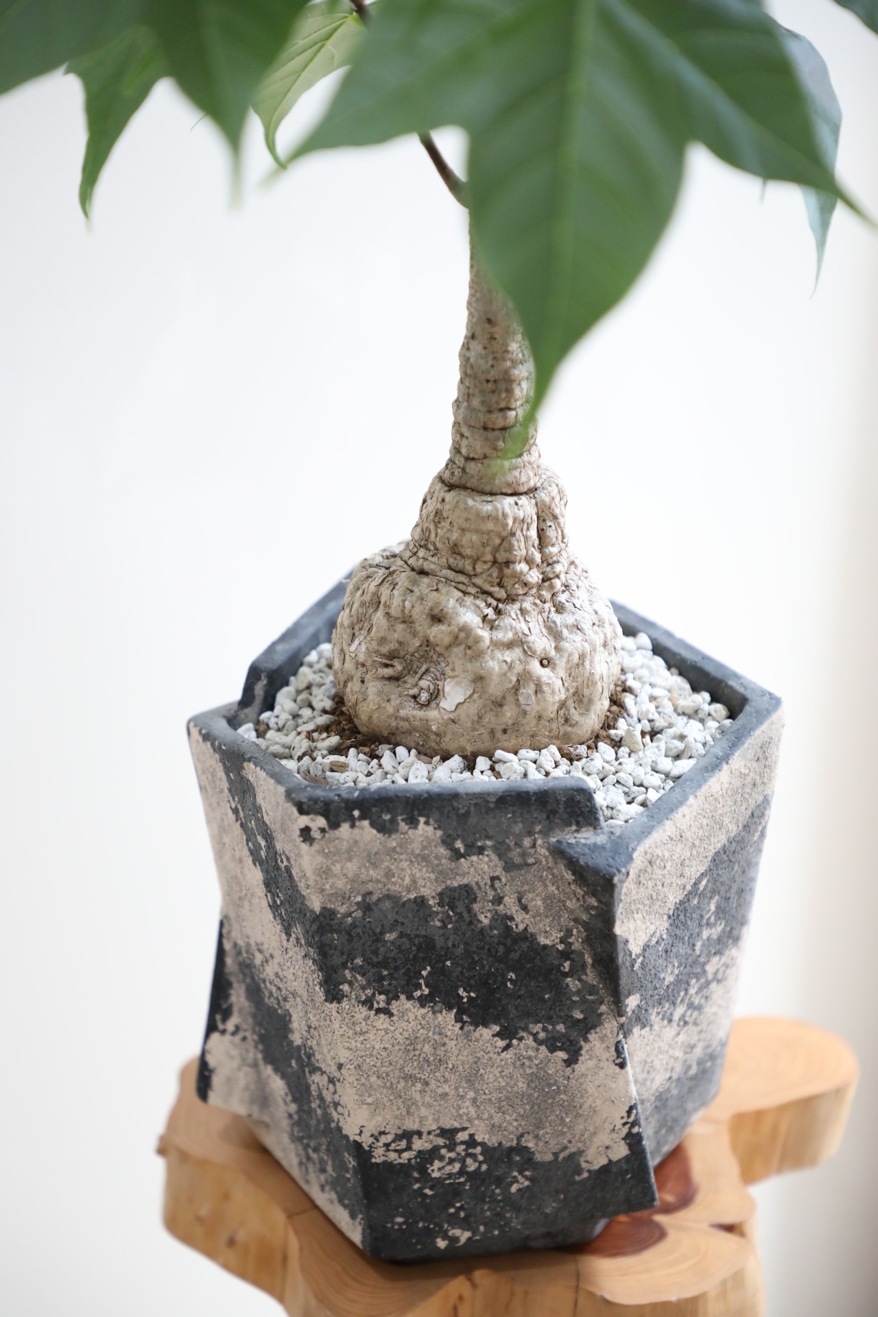 【M】フィルミアナ コロラータ/Firmiana colorata　※陶器鉢付き