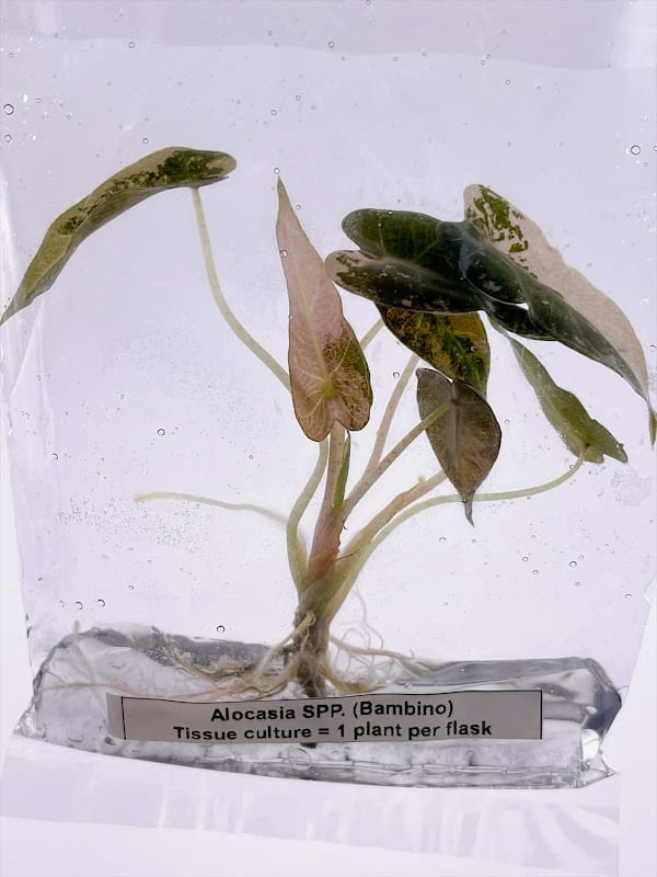 脇芽アリ】アロカシア ワトソニアナ ピンク斑入り Alocasia watsoniana