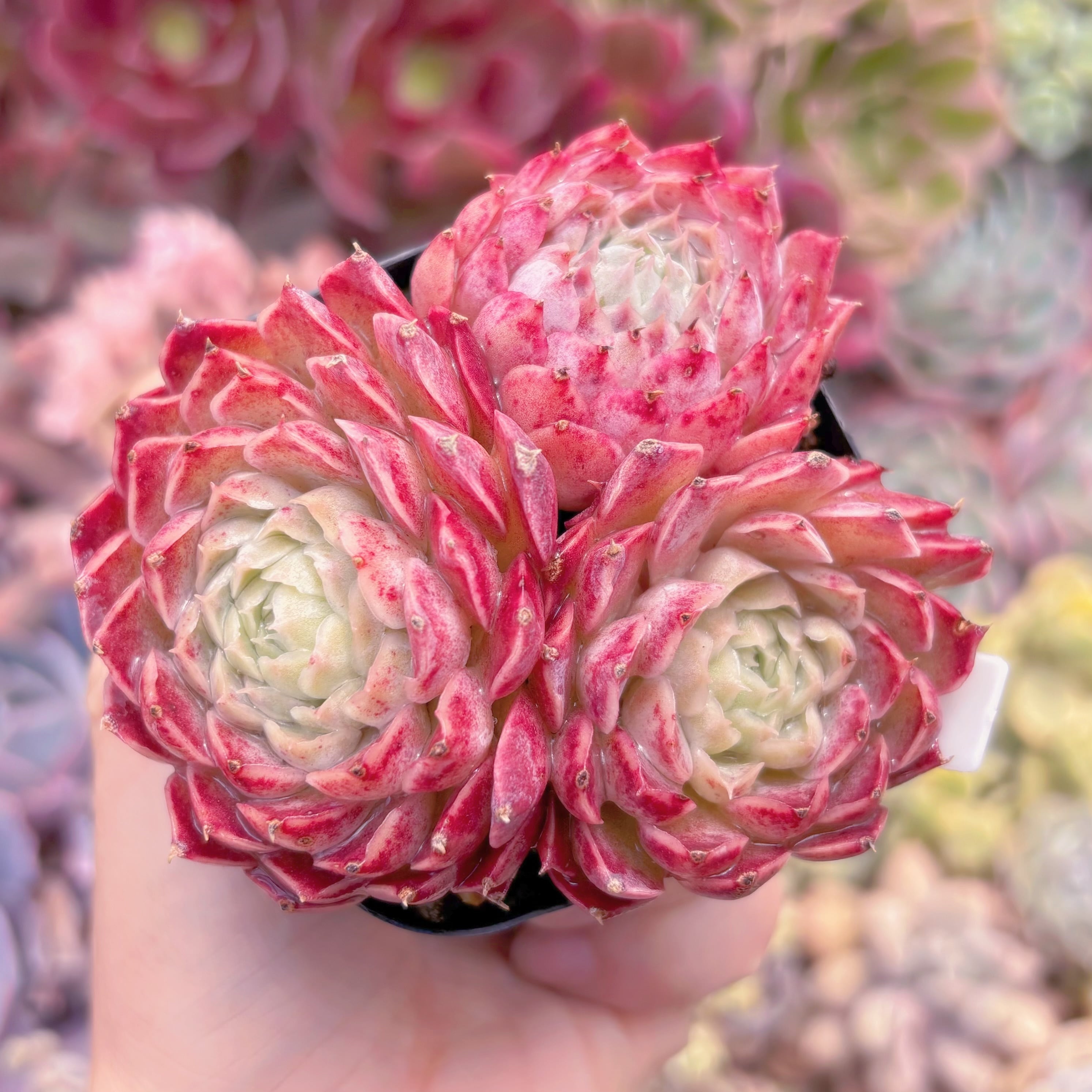 現品　レッドホール#632　るる農園