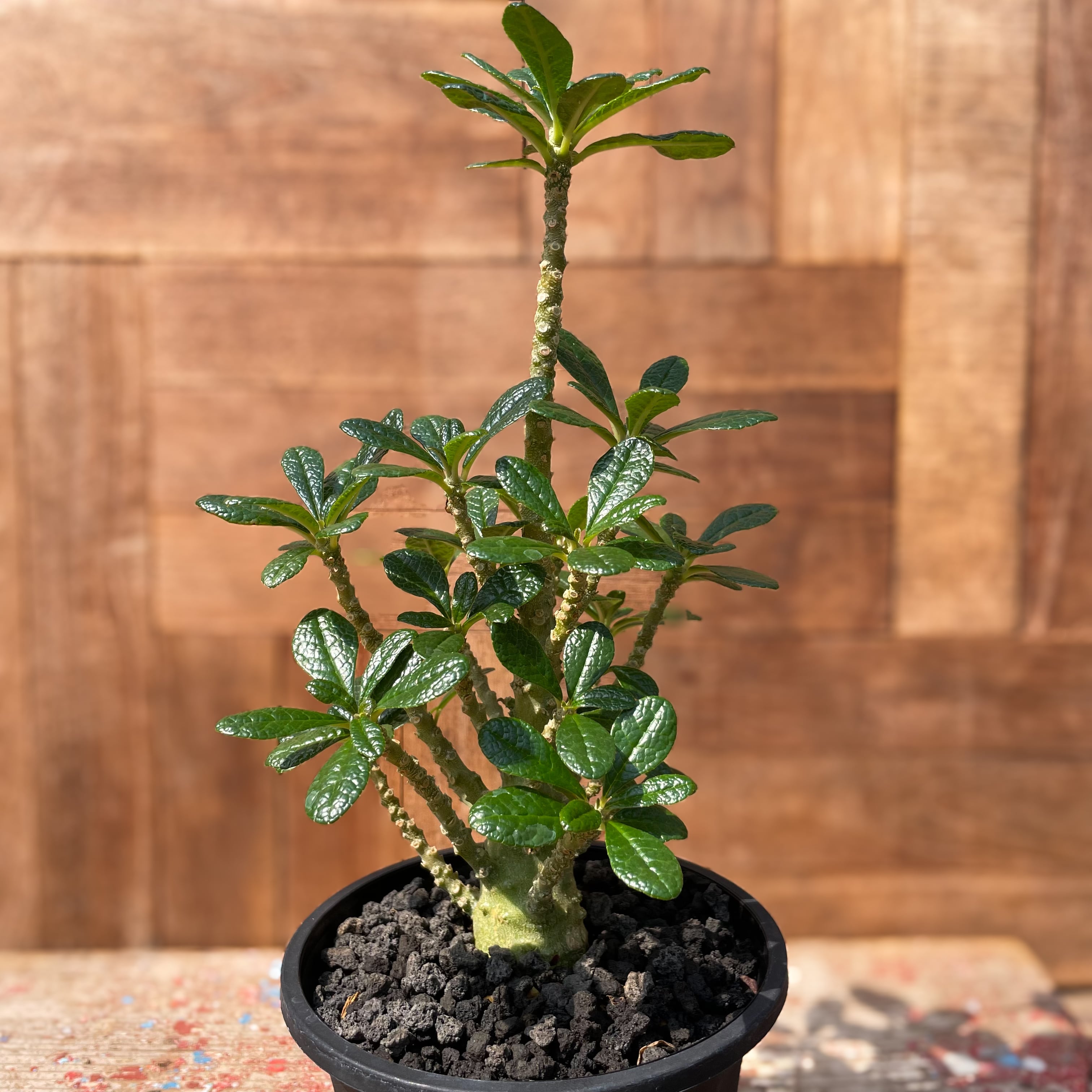 Dorstenia gigas【ドルステニア・ギガス・実生】 | RIMO