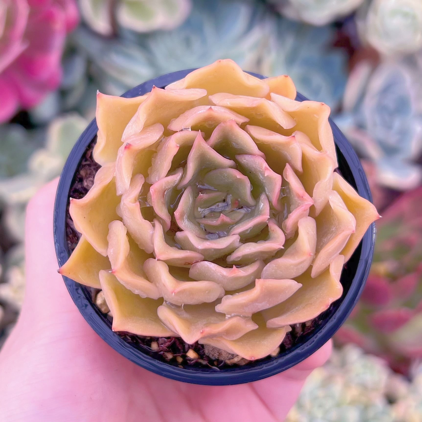 現品　Kiss#D01　るる農園