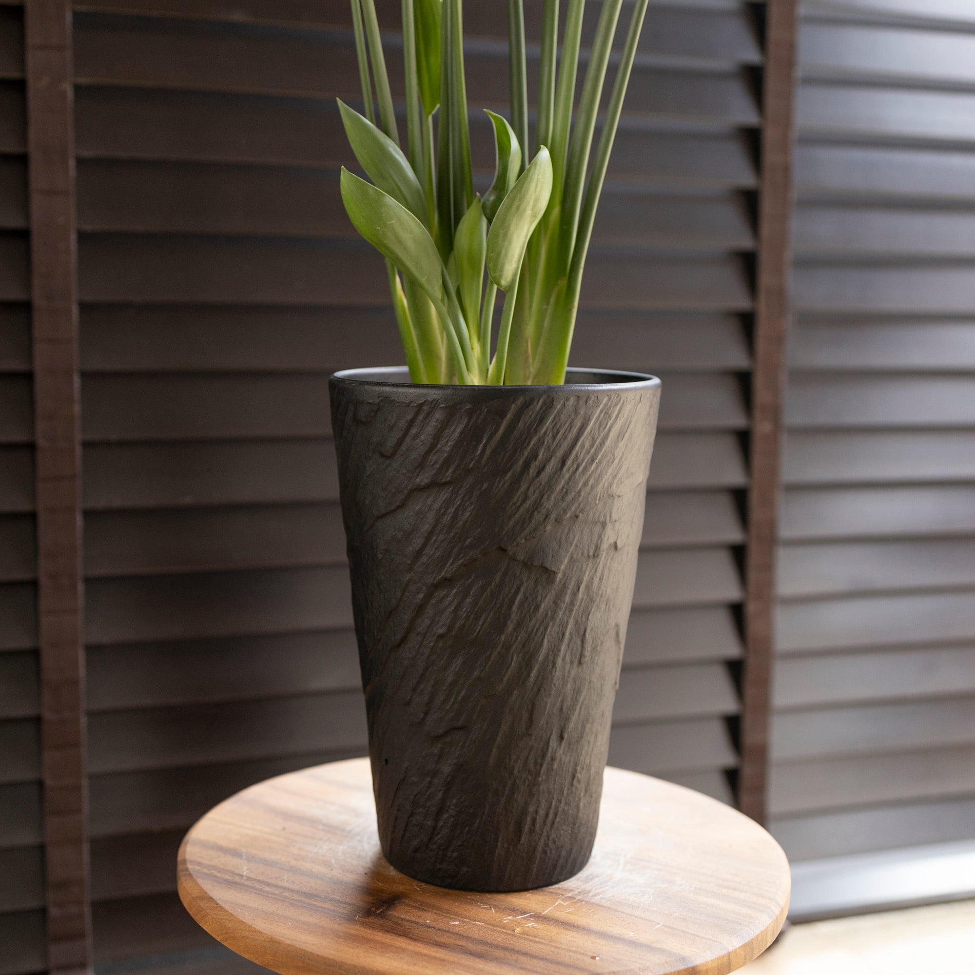 現品】ストレチア・ノンリーフ(ストレリチア・ユンケア）9号鉢 TR番