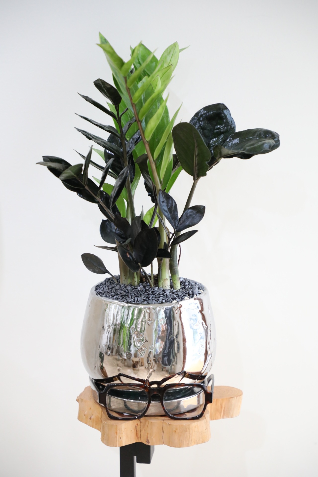 【M】ザミオクルカス レイヴン/Zamioculcas zamifolia Raven ※陶器鉢付き