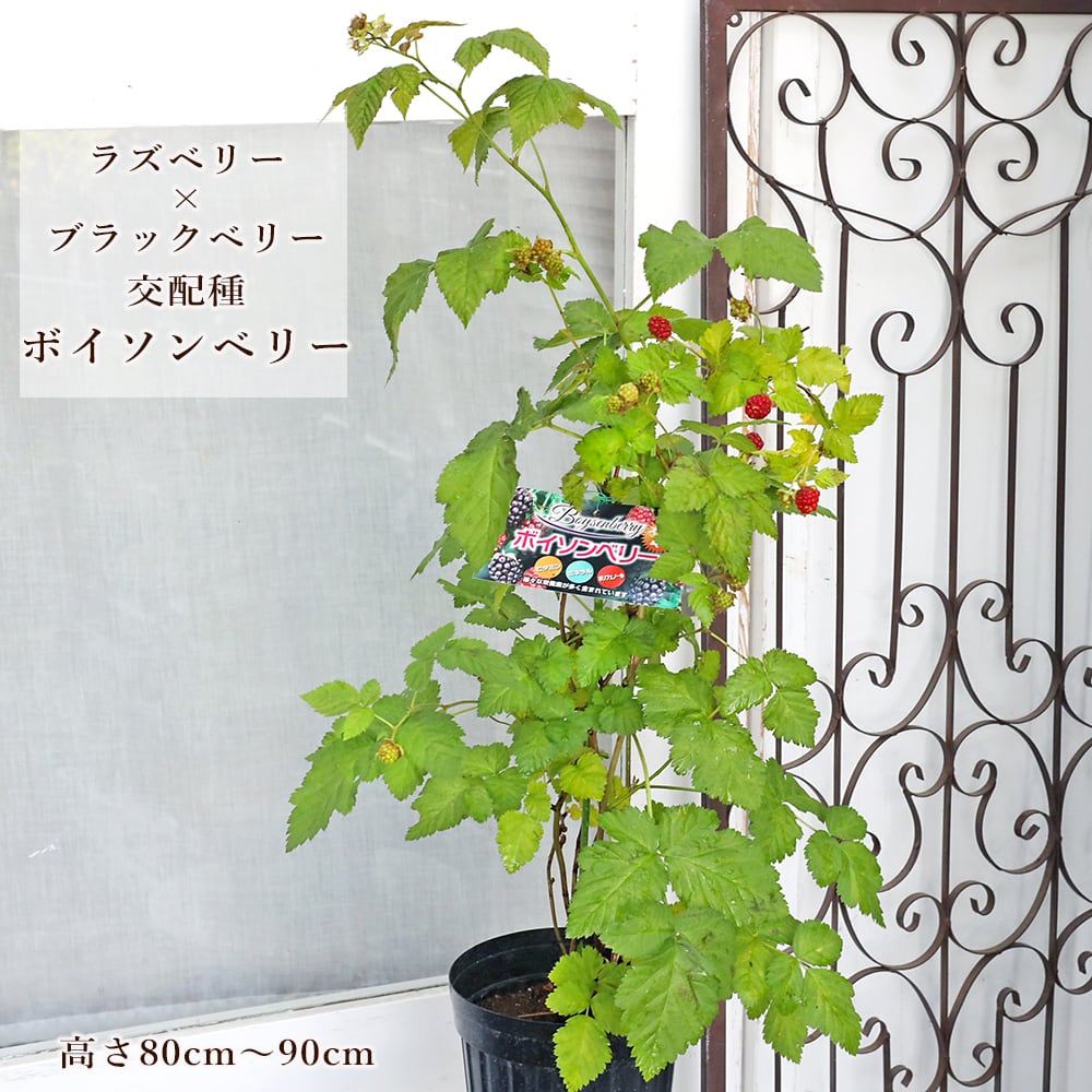 値下げセール 果樹苗木 ボイソンベリー ラズベリー ブラックベリー 6号
