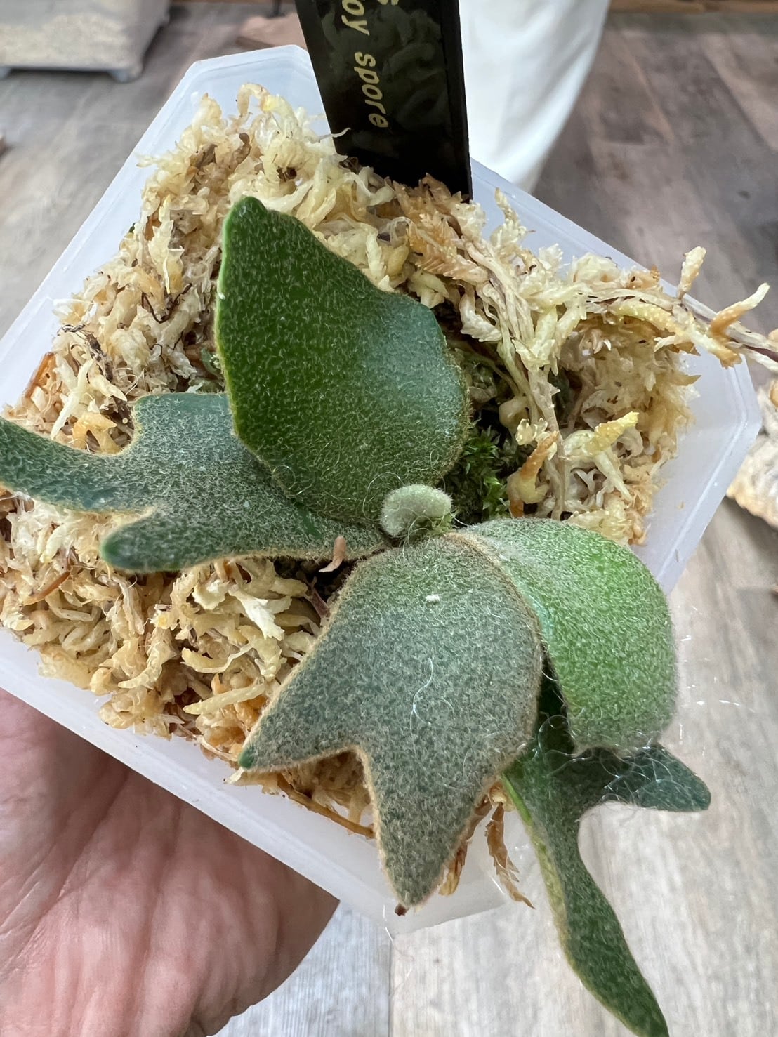 ビカクシダ ウィリンキー イエロームーンドワーフ P. willinckii
