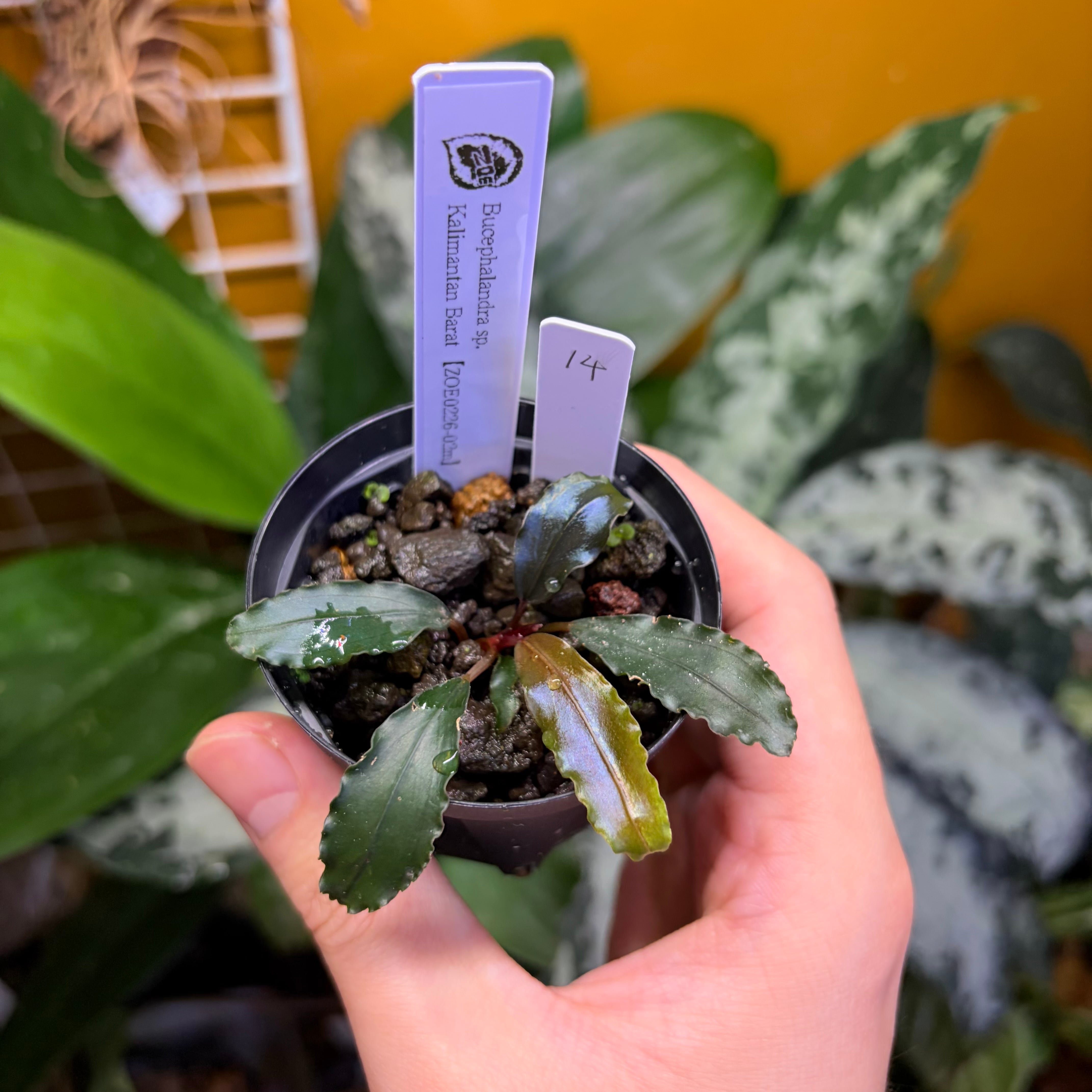 熱帯雨林植物専門店 トイ吉園芸