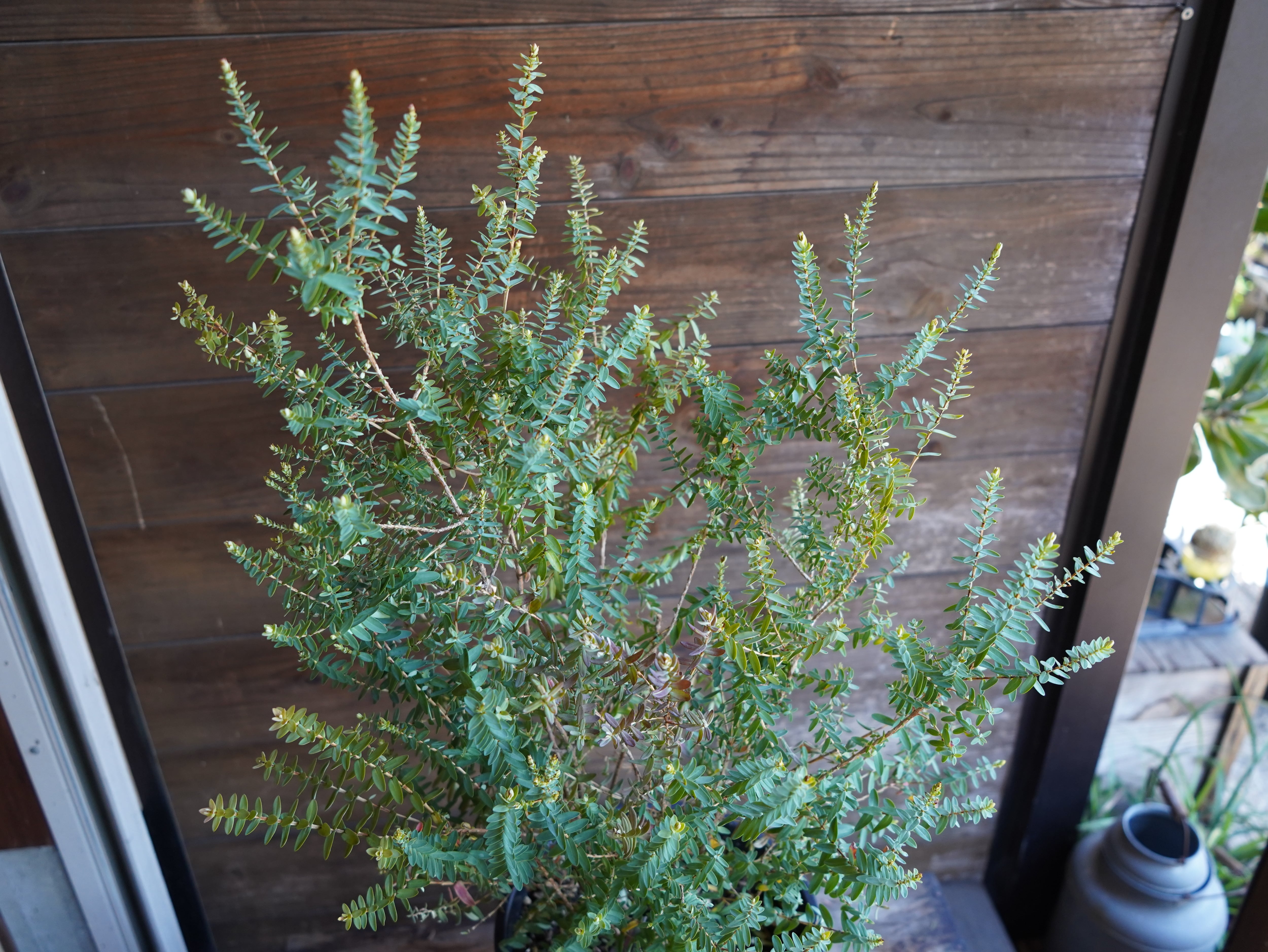 【現物】ダーウィニア　”シトリオドーラ”