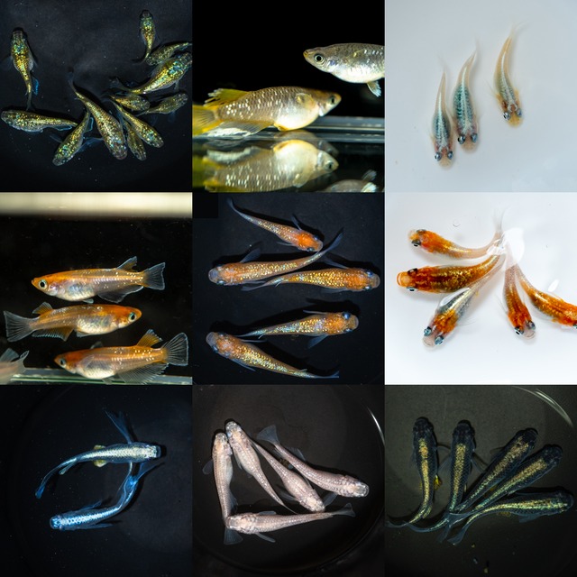 新魚セット販売 選べる4種 S〜Mサイズ（2026年生まれ）