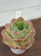 輸入苗 ☆アメイジンググレイス × スアベオレンス No.1