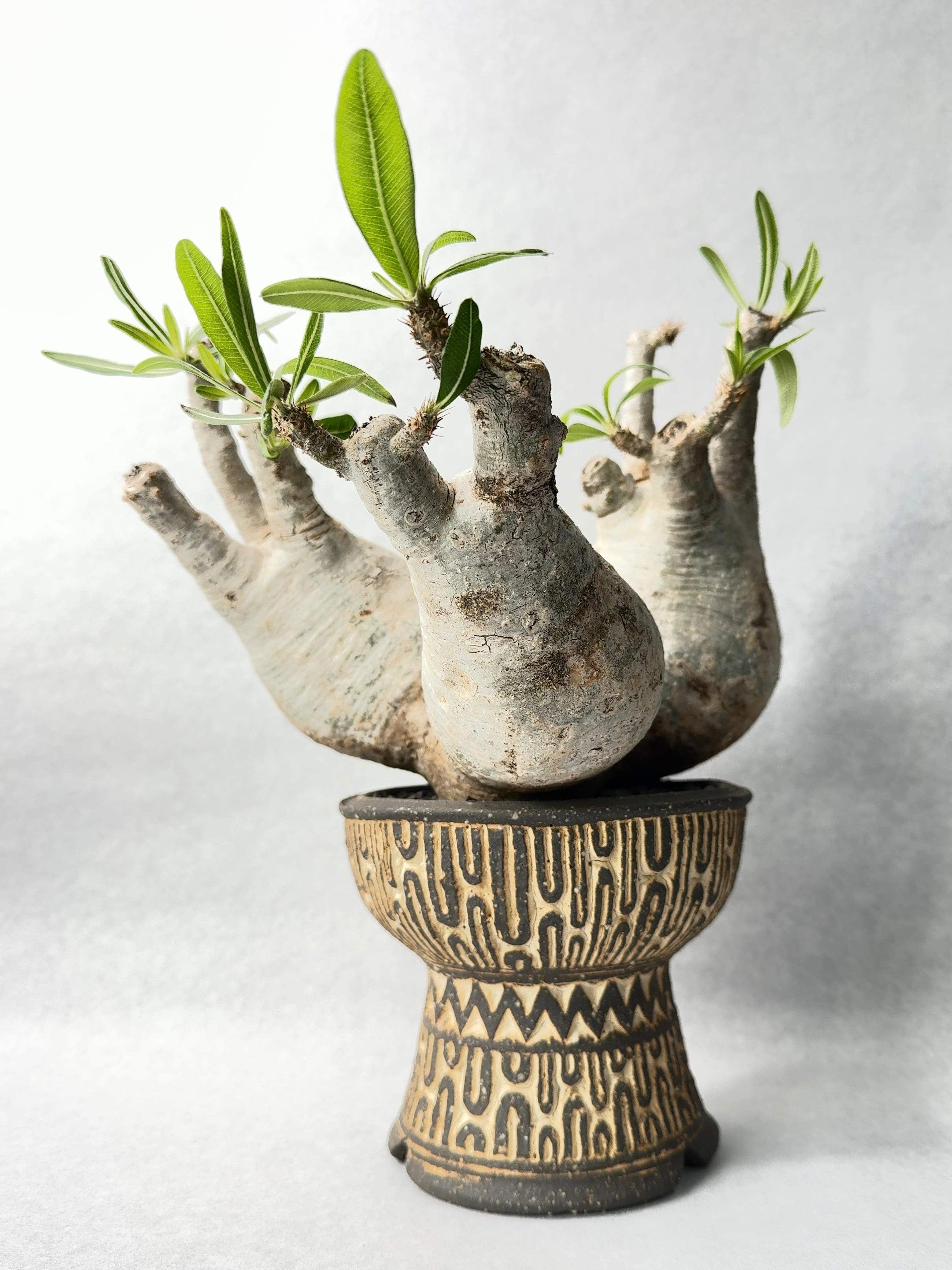 パキポディウム・グラキリス(トリプルヘッド)