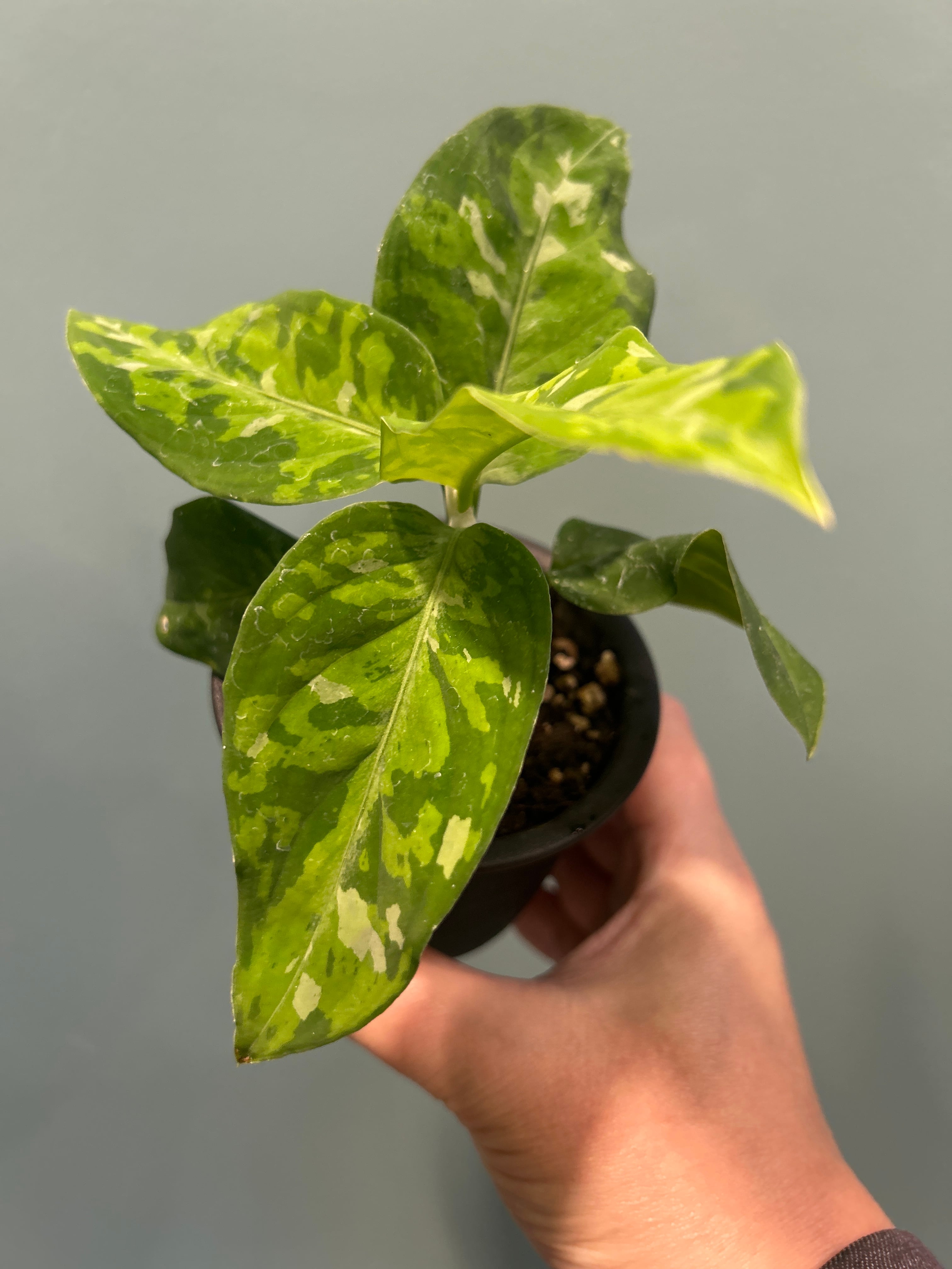 アンスリウム ビッタリフォリウム4号 | 植物との暮らし apricot