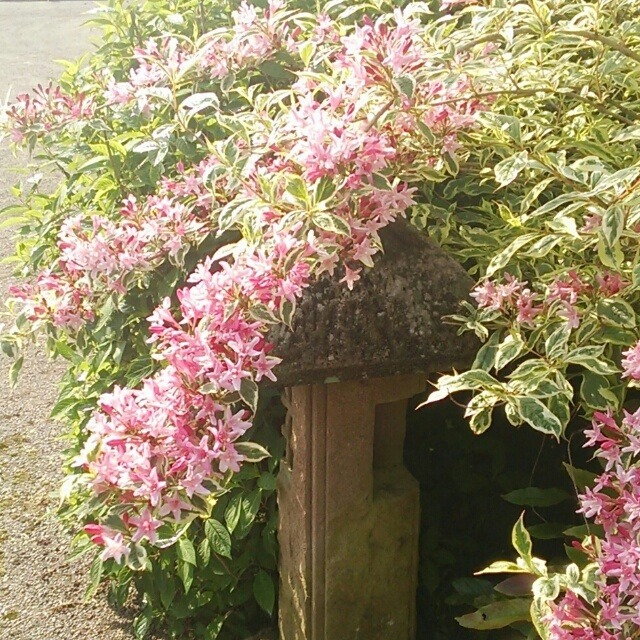 斑入り谷ウツギ10 5cmポット苗 Hanazukin 花ずきん 農家直送の花苗 シンビジュームの花束