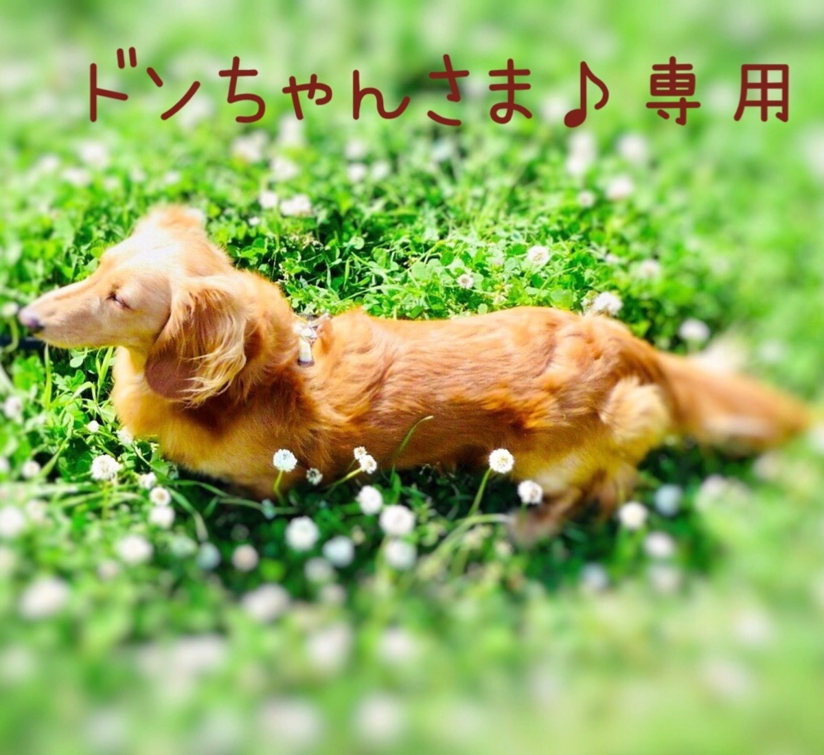 ドンちゃんさま♪専用 | まろんのあしあと（petits-poisプティポワ）