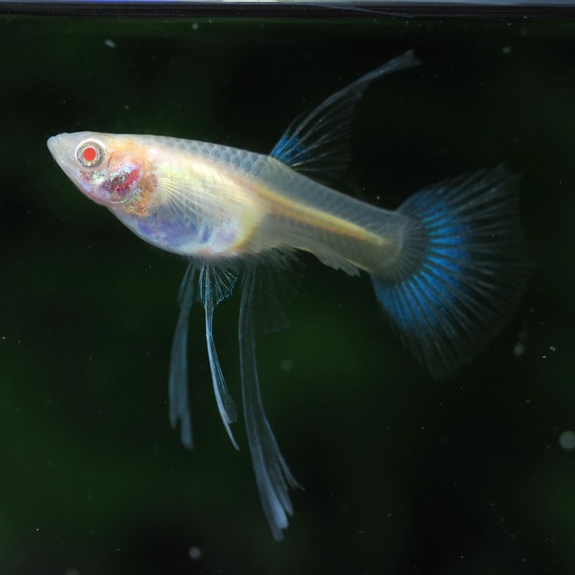 【専用】RREAブルートパーズリボン